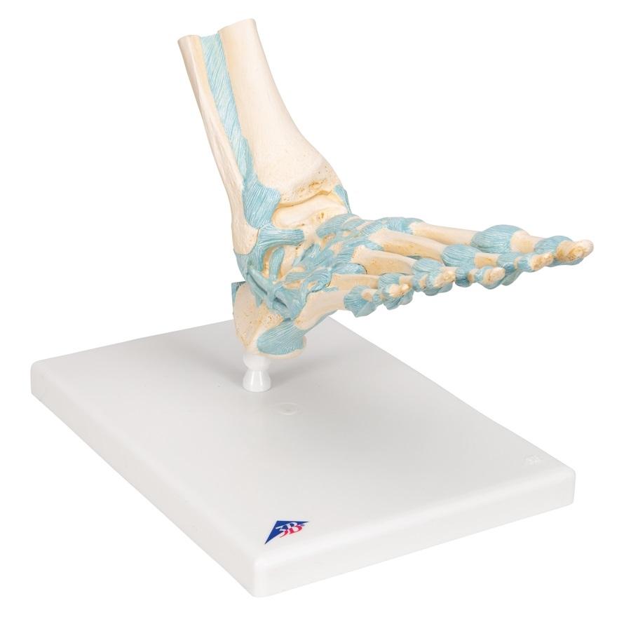 Human Foot Skeleton Model with Ligaments - Anatomical Study Tool for Medical Students, Doctors & Physical Therapists - Perfect for Classroom, Clinic & Home Study