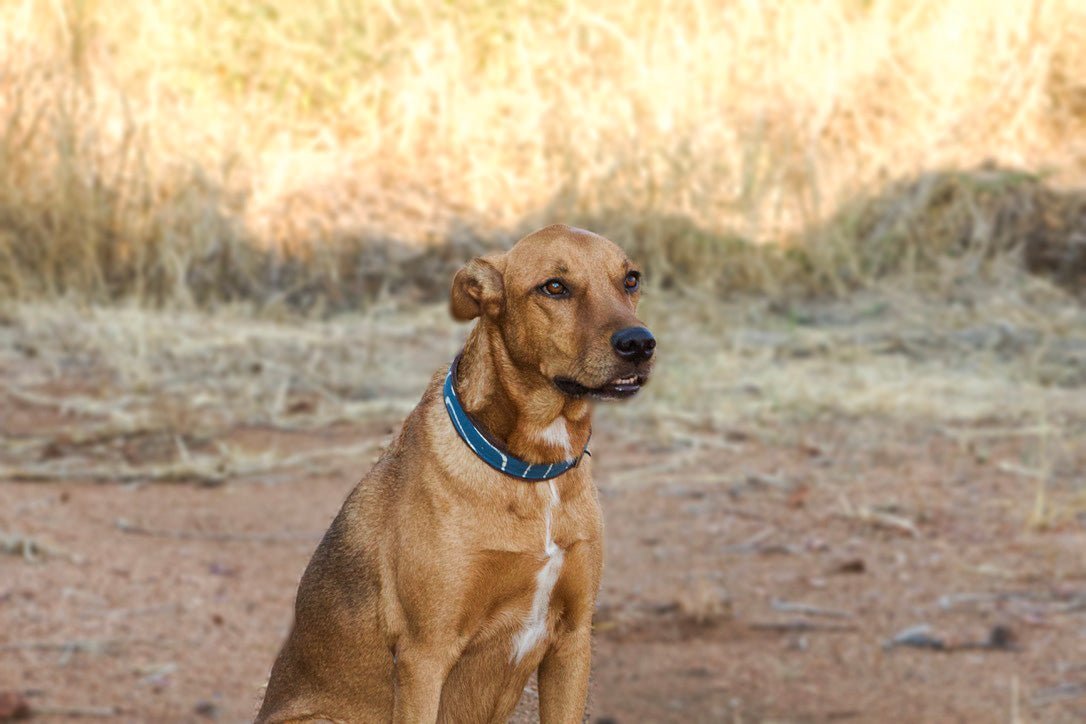 Premium Genuine Leather Dog Collar - Kuba Blues Collection | Durable & Stylish Pet Collar for Small Medium Large Dogs | Perfect for Daily Walks, Training & Outdoor Adventures