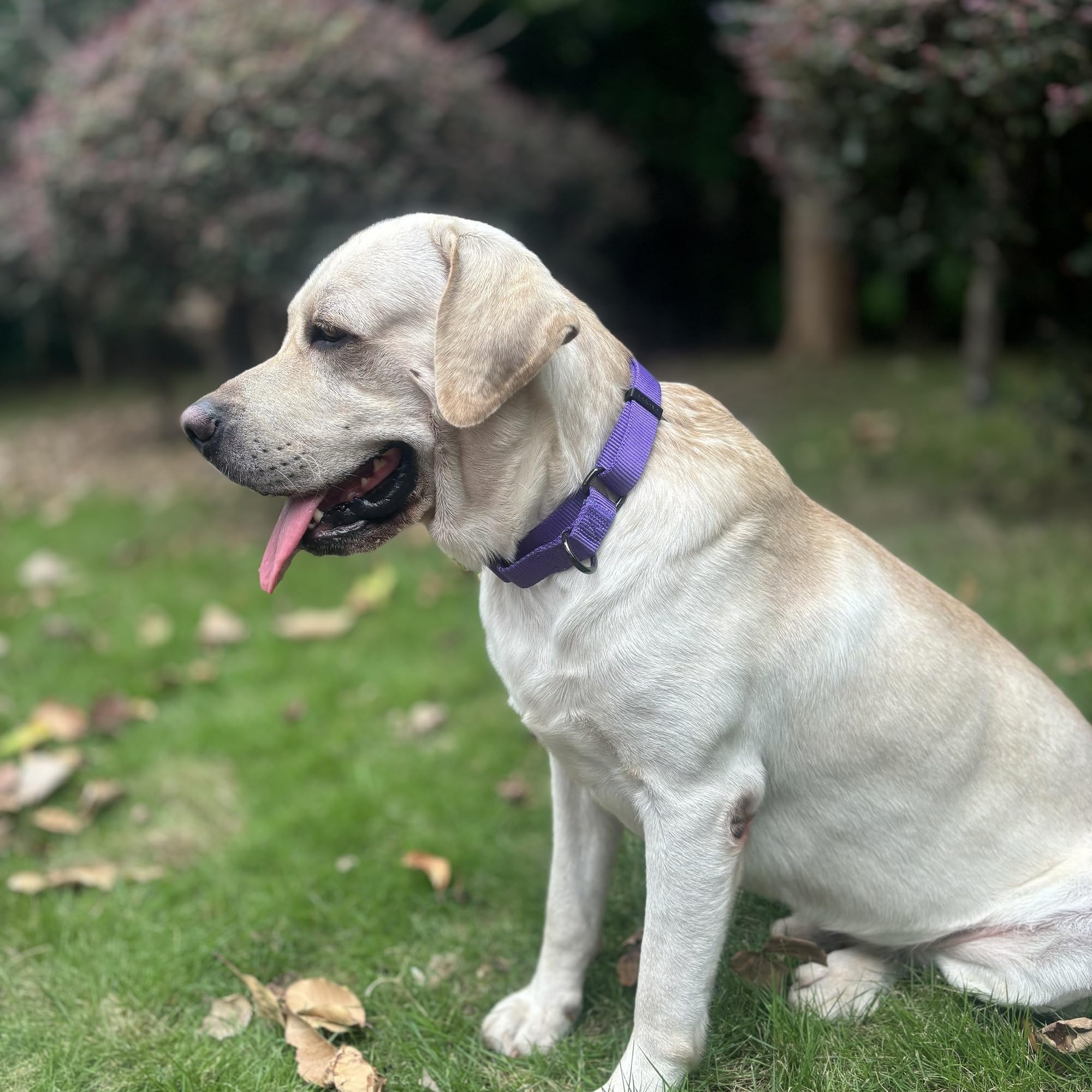 Premium Nylon Adjustable Anti-Escape Martingale Dog Collar - Soft & Durable Training Collar with Heavy Duty D-Ring for Large Active Dogs - Perfect for Walking, Hiking & Outdoor Adventures (Ultra Violet, Large)