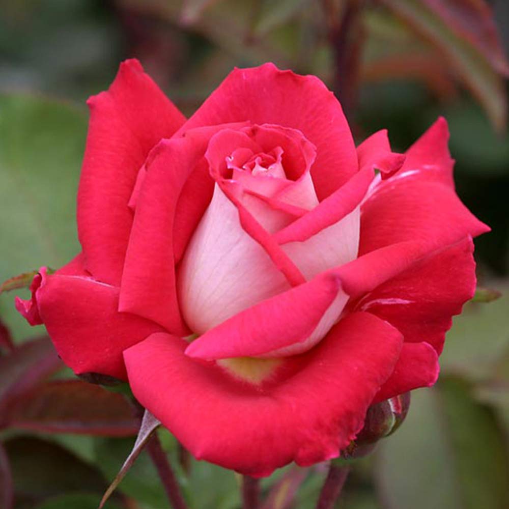 Heirloom Roses - Love Multi-Colored Grandiflora Rose Bush, Live Outdoor Plant for Gardens, Landscaping & Romantic Gifts