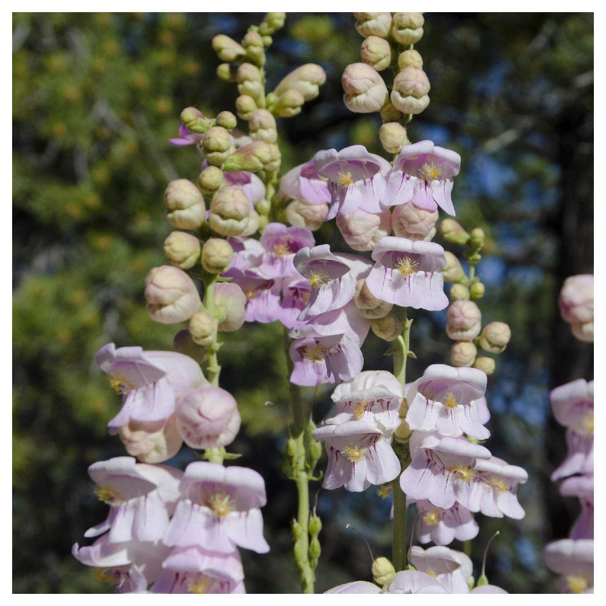 Everwilde Farms - 1/4 Lb Palmer's Penstemon Native Wildflower Seeds - Gold Vault Packaging - Attract Pollinators & Beautify Gardens