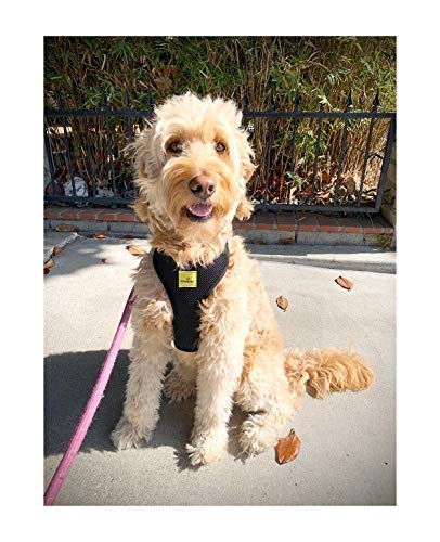 Adjustable No-Pull No-Choke Dog Harness - Reflective Breathable Pet Vest with Front Clip for Small Medium Large & X-Large Dogs (Red) - Perfect for Walking, Training & Outdoor Adventures