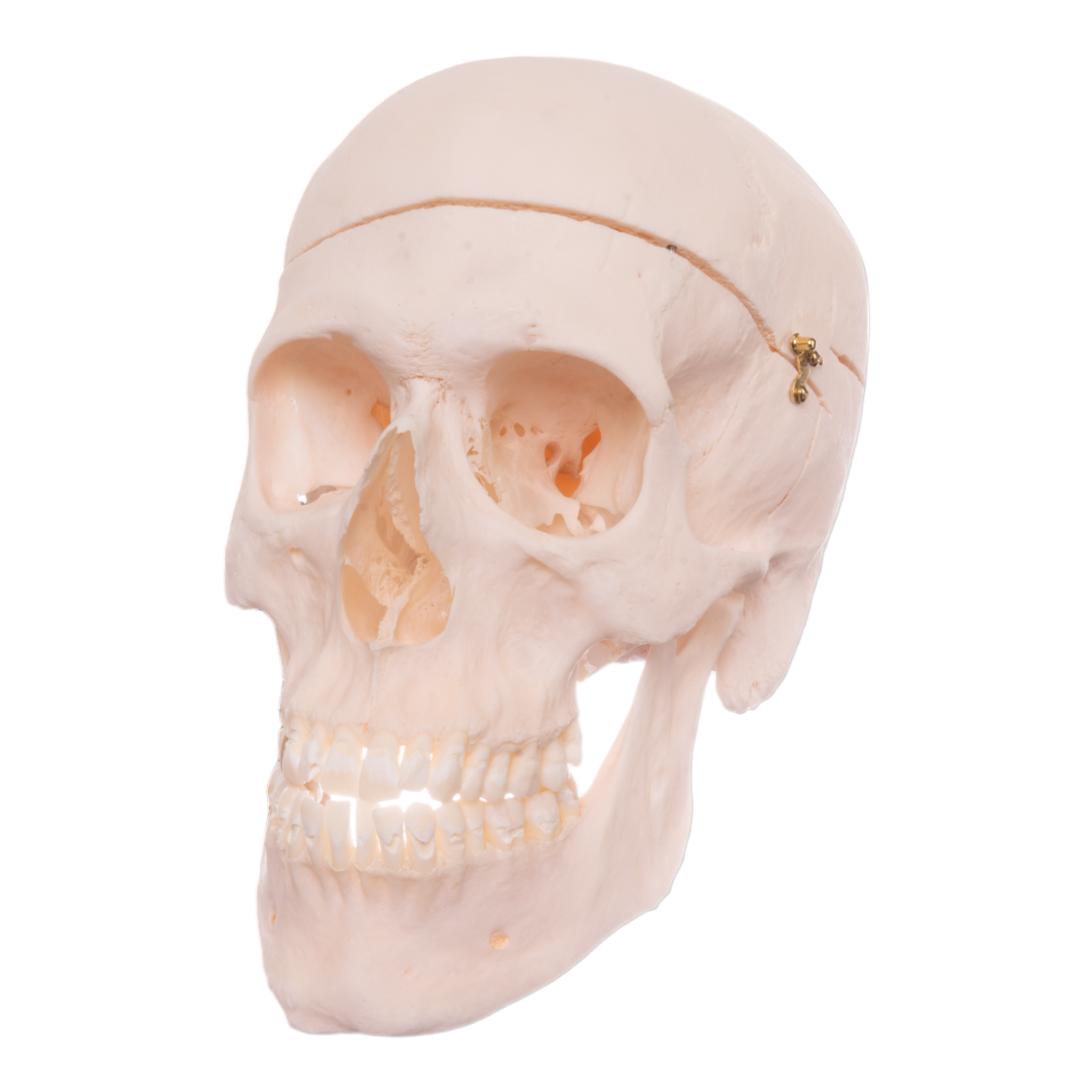 Premium Anatomical Human Skull Model - Accurate & Detailed for Medical Study, Halloween Decor, and Educational Display | Perfect for Doctors, Students, and Collectors