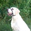 Gentle Leader Headcollar - No-Pull Dog Training Collar for Large & Small Dogs | Perfect for Walking, Training & Behavioral Control