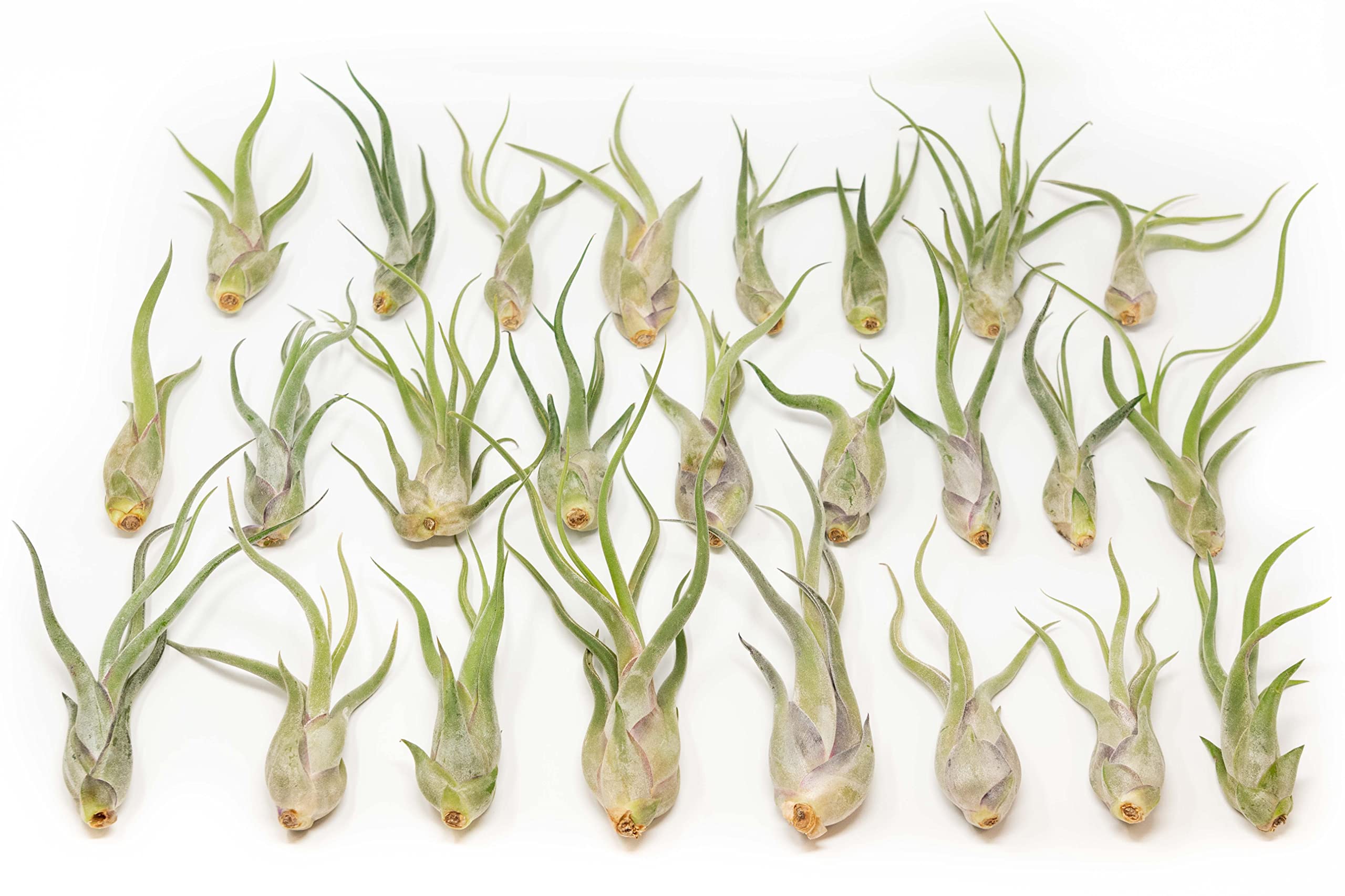 Tillandsia Caput Medusae Air Plants - Live Succulent House Plants for Home & Garden Decor - Easy Care Indoor/Outdoor Air Plants (Pack of 25) - Perfect for Terrariums, Office Desks & Wedding Centerpieces - Wholesale & Bulk Available