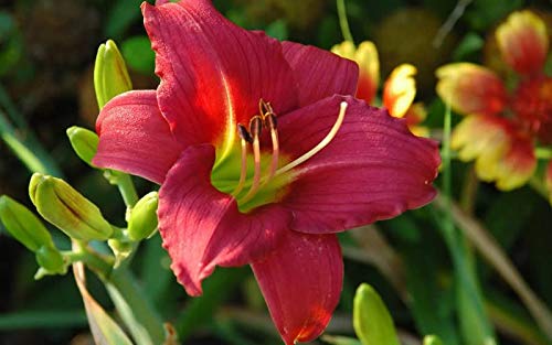 Little Business Red Daylily Plants - 5 Live Perennials in 6 Inch Pots - Hemerocallis Little Business - Grass-Like Flowering Plants for Garden Borders, Landscaping & Container Gardening