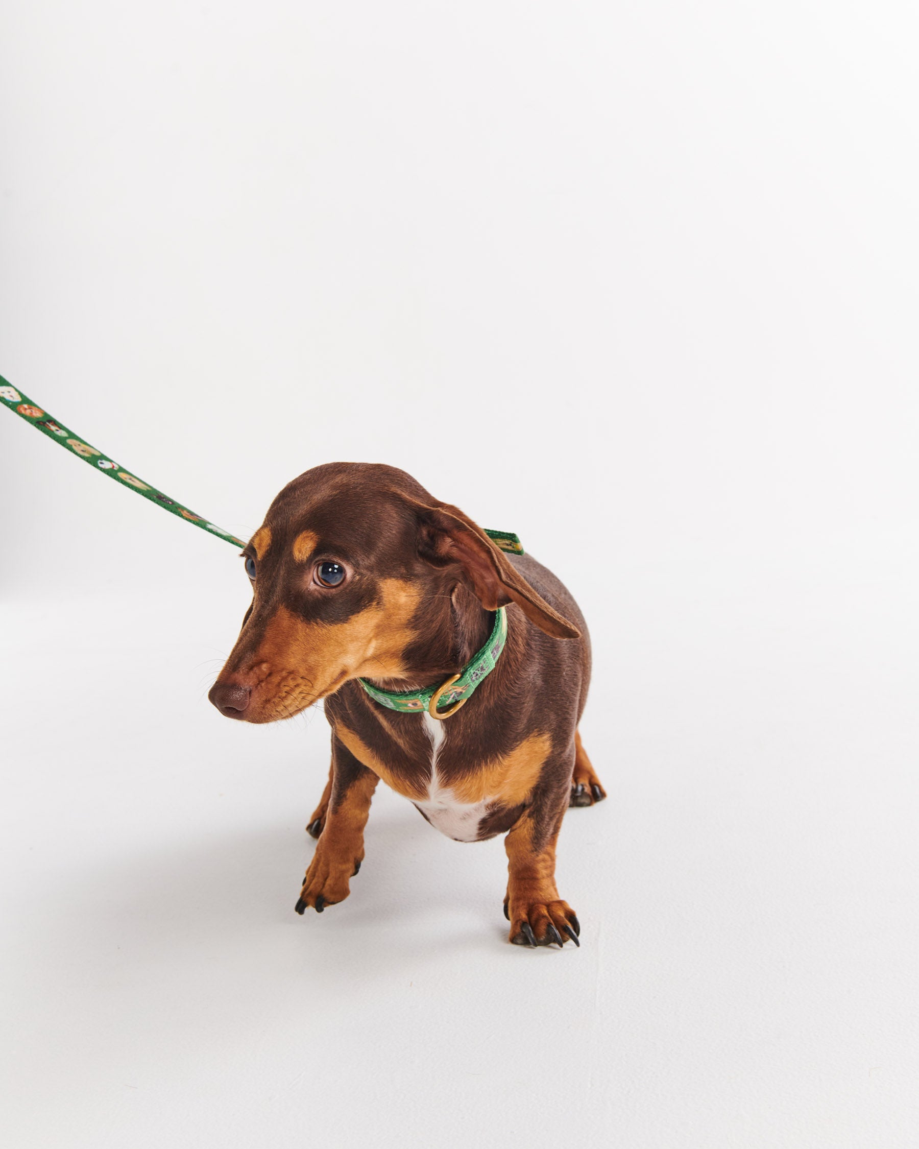 Premium Dog Leash for Dog Parks - Heavy Duty & Reflective - Perfect for Active Dogs, Training & Outdoor Adventures