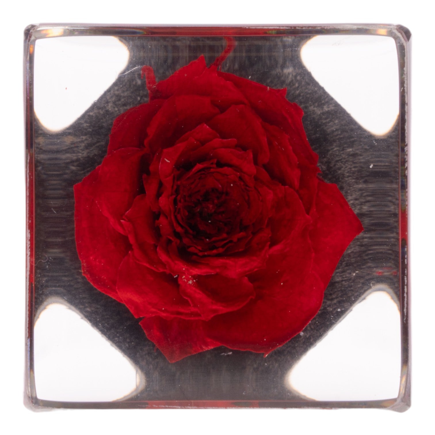 Real Red Rose Preserved in Acrylic Cube Magnet - Perfect for Refrigerator Decor, Office Gifts & Romantic Keepsakes