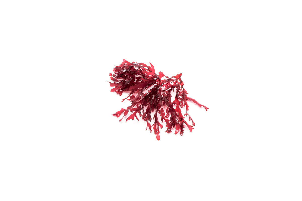 Premium Dragon's Breath Macro Algae for Saltwater Aquariums - Vibrant Red Marine Plant for Reef Tanks, Coral Growth & Fish Habitat Enhancement (Perfect for Nano Tanks & Aquatic Decor)