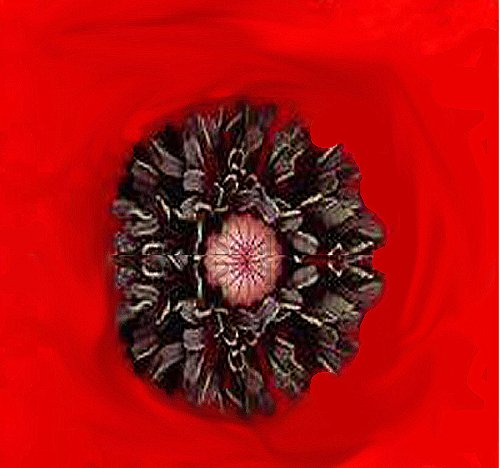 Big Pack Red Poppy Flower Seeds - Papaver Rhoeas Heavy Bloomer for Vibrant Gardens | MySeeds.Co | Perfect for Landscaping, Borders & Wildflower Meadows