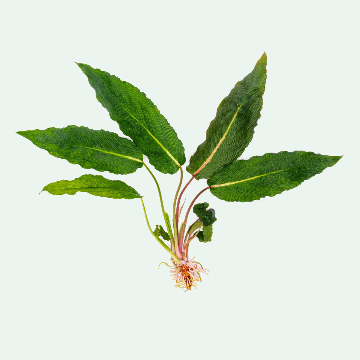 Homalomena Papua (Samurai) Plant - Rare Tropical Houseplant for Indoor Decor, Office & Living Room Greenery