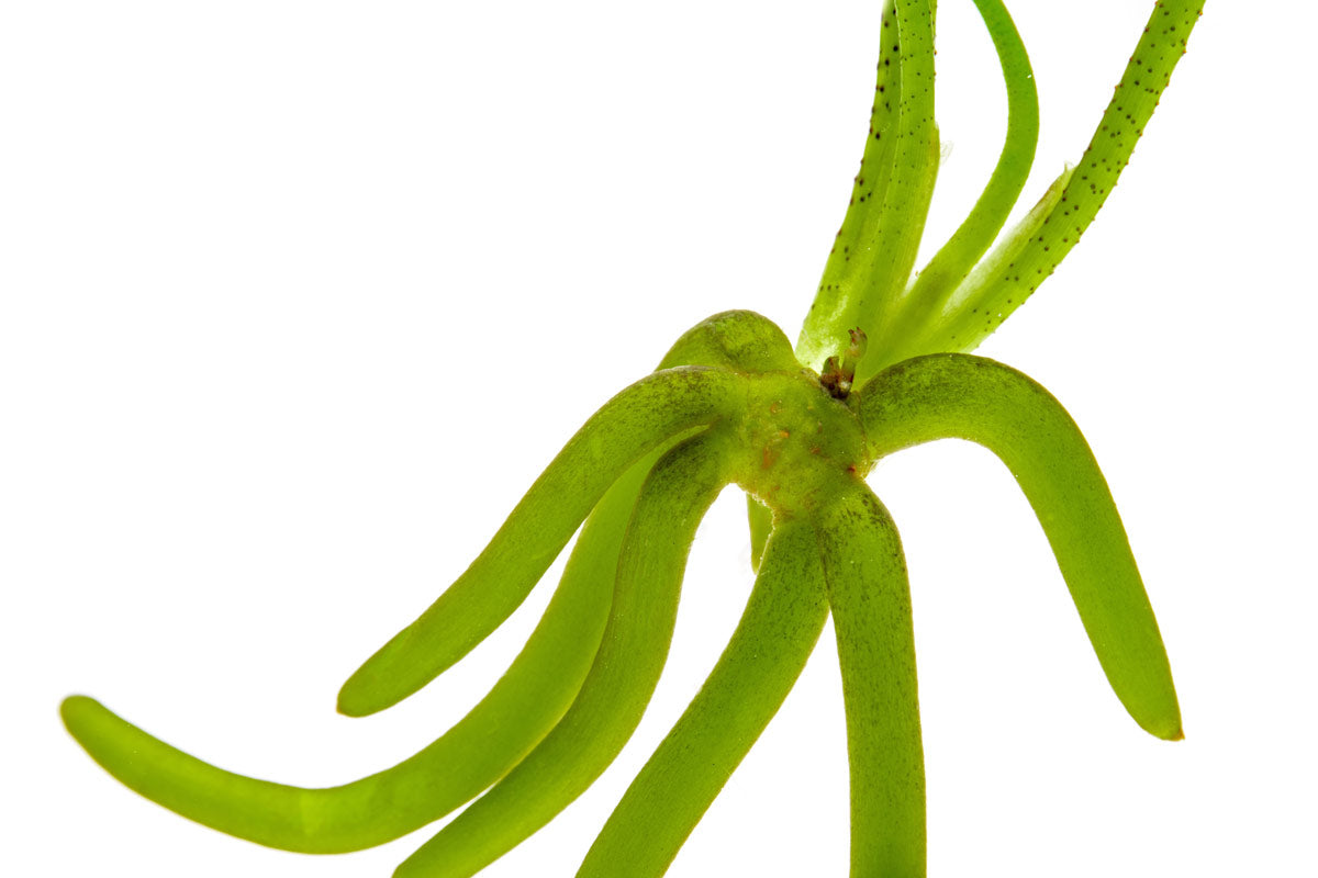 Buy Banana Plant Online - Live Musa Acuminata for Home & Garden - Perfect for Indoor Decor, Landscaping, and Tropical Gardens