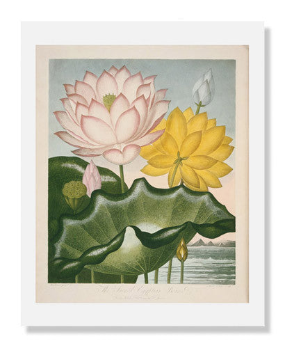 The Temple of Flora by Burke and Lewis - Antique Botanical Prints for Home Decor & Vintage Art Collections | Perfect for Living Room, Study, or Office Wall Art