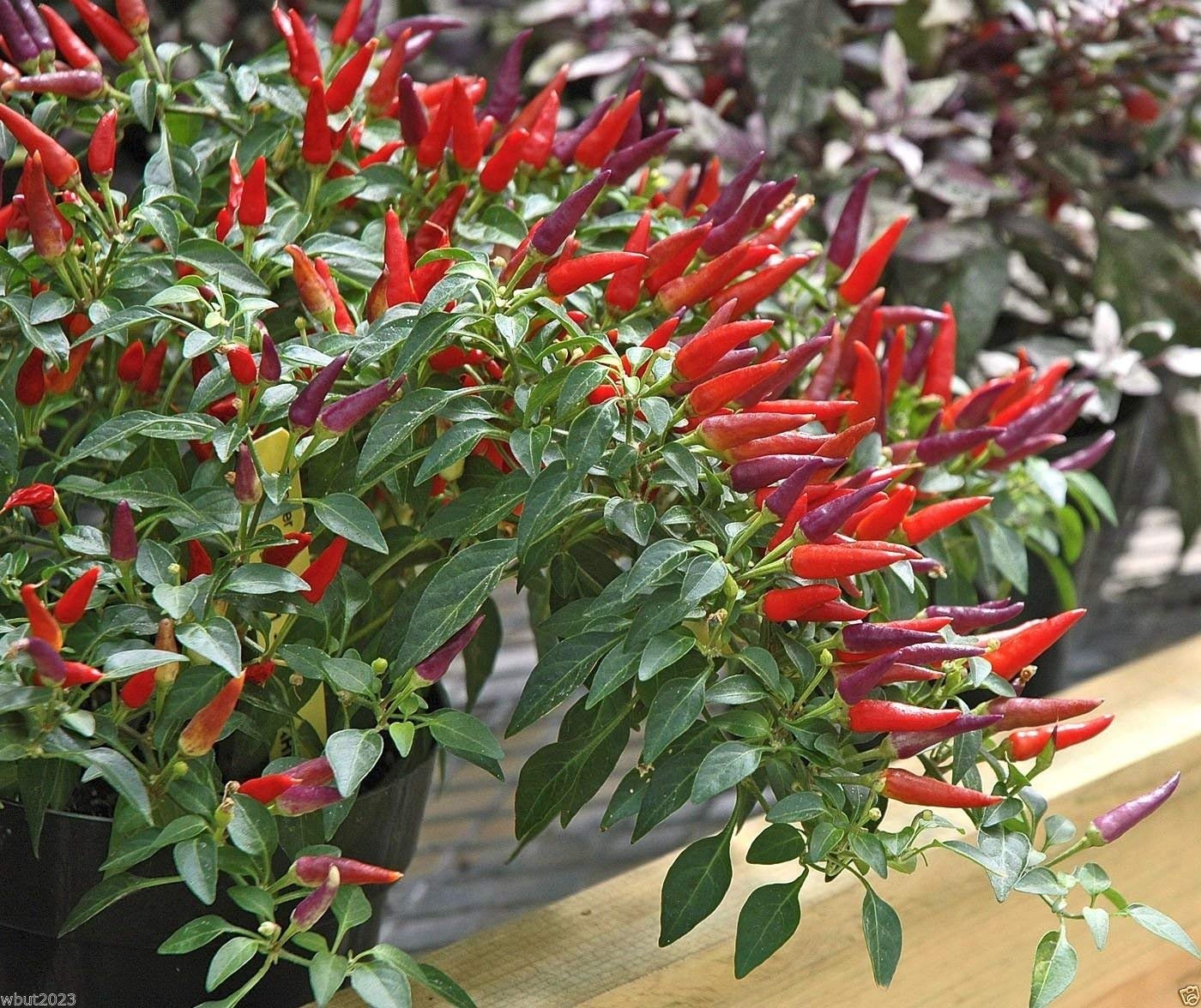 Sangria Edible Ornamental Pepper Seeds - Pack of 30 for Pots, Containers & Garden Beds - Perfect for Home Gardening, Decorative Planting & Culinary Use