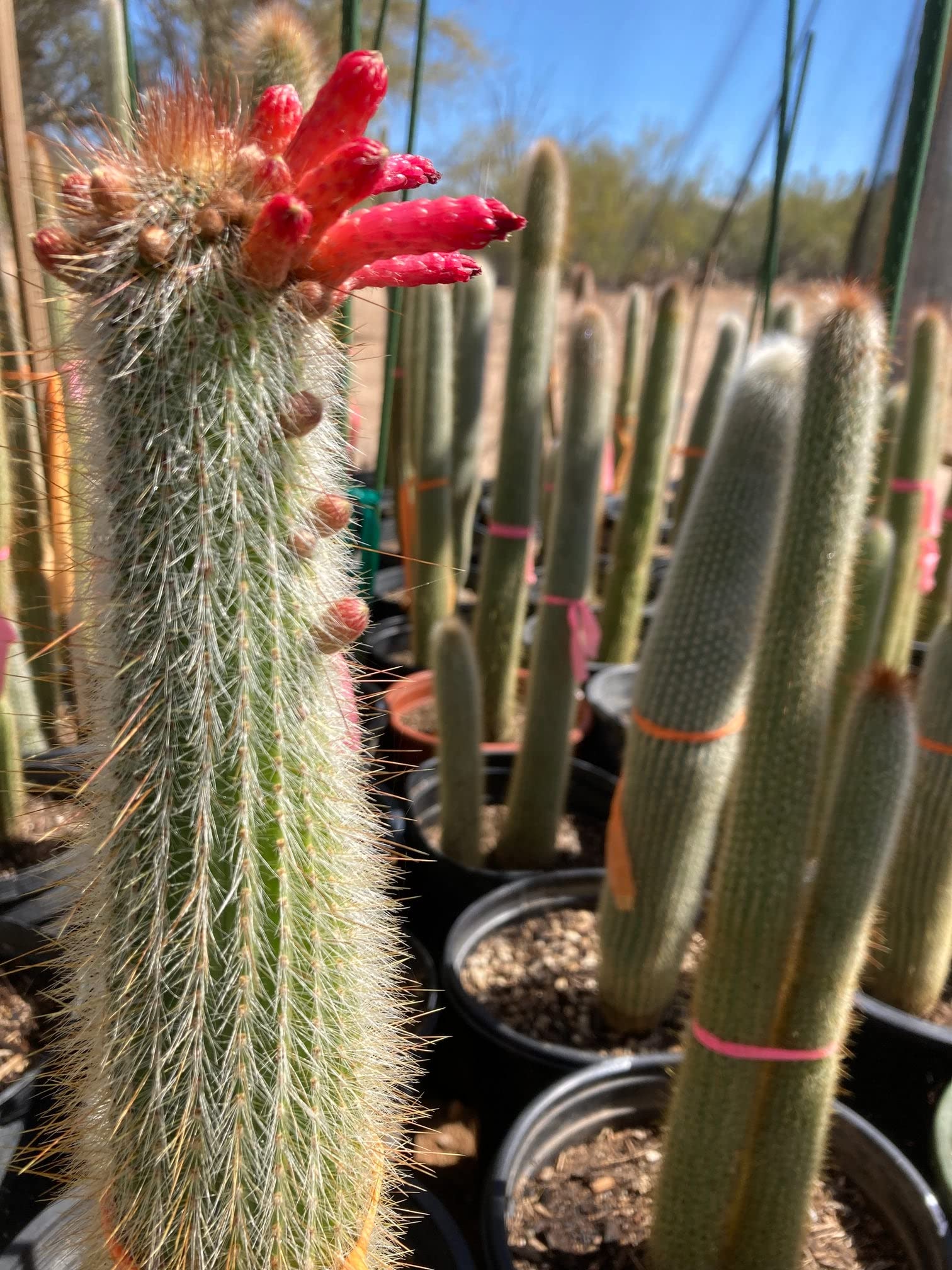Live Cactus Plants for Sale - Indoor & Outdoor Succulent Plants, Silver Torch Cactus | Perfect for Home Decor, Office Desk & Garden Landscaping