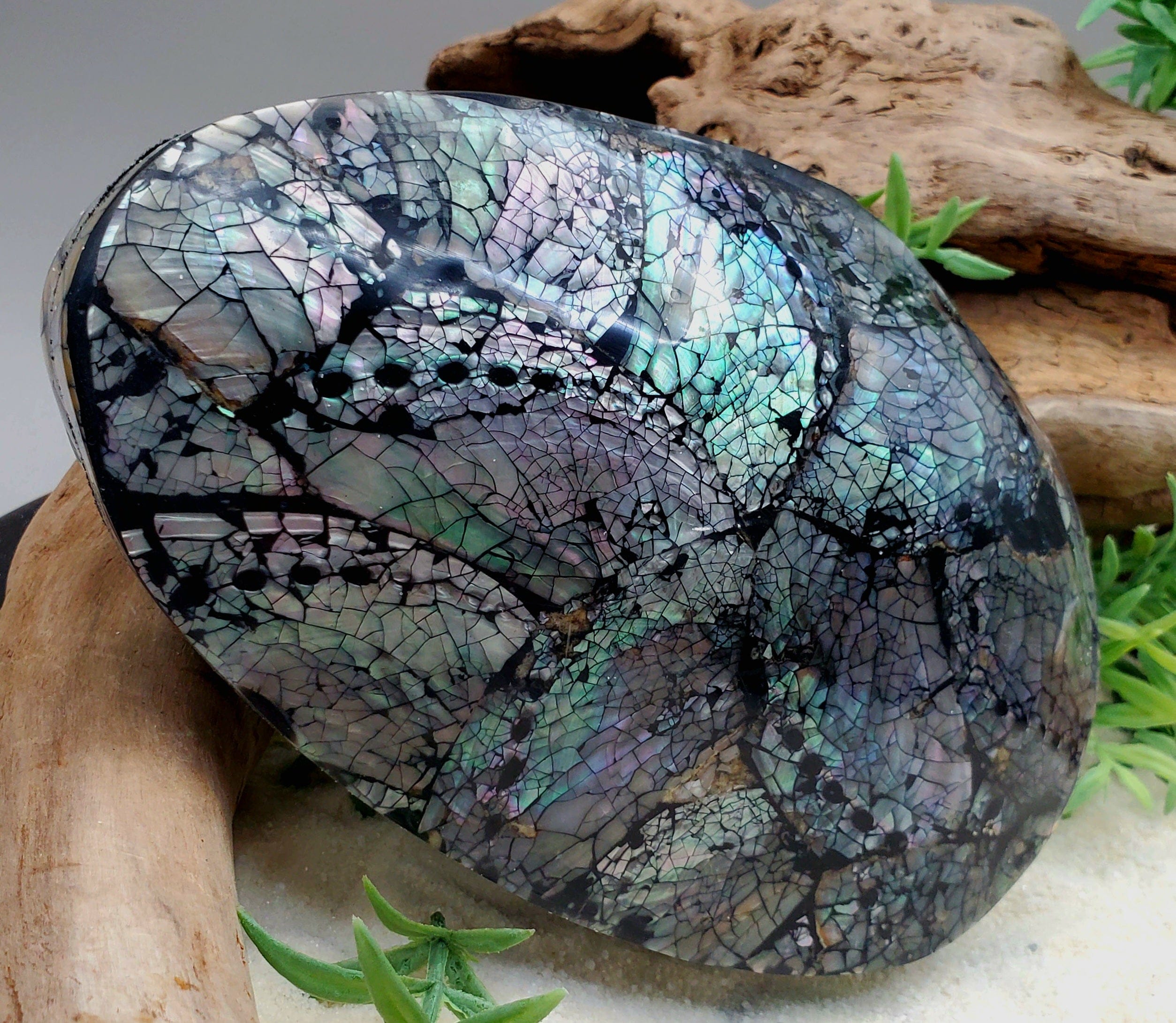 Handcrafted Abalone Shell Jewelry Box - Elegant Storage for Rings, Earrings & Necklaces - Perfect for Home Decor & Gift Giving
