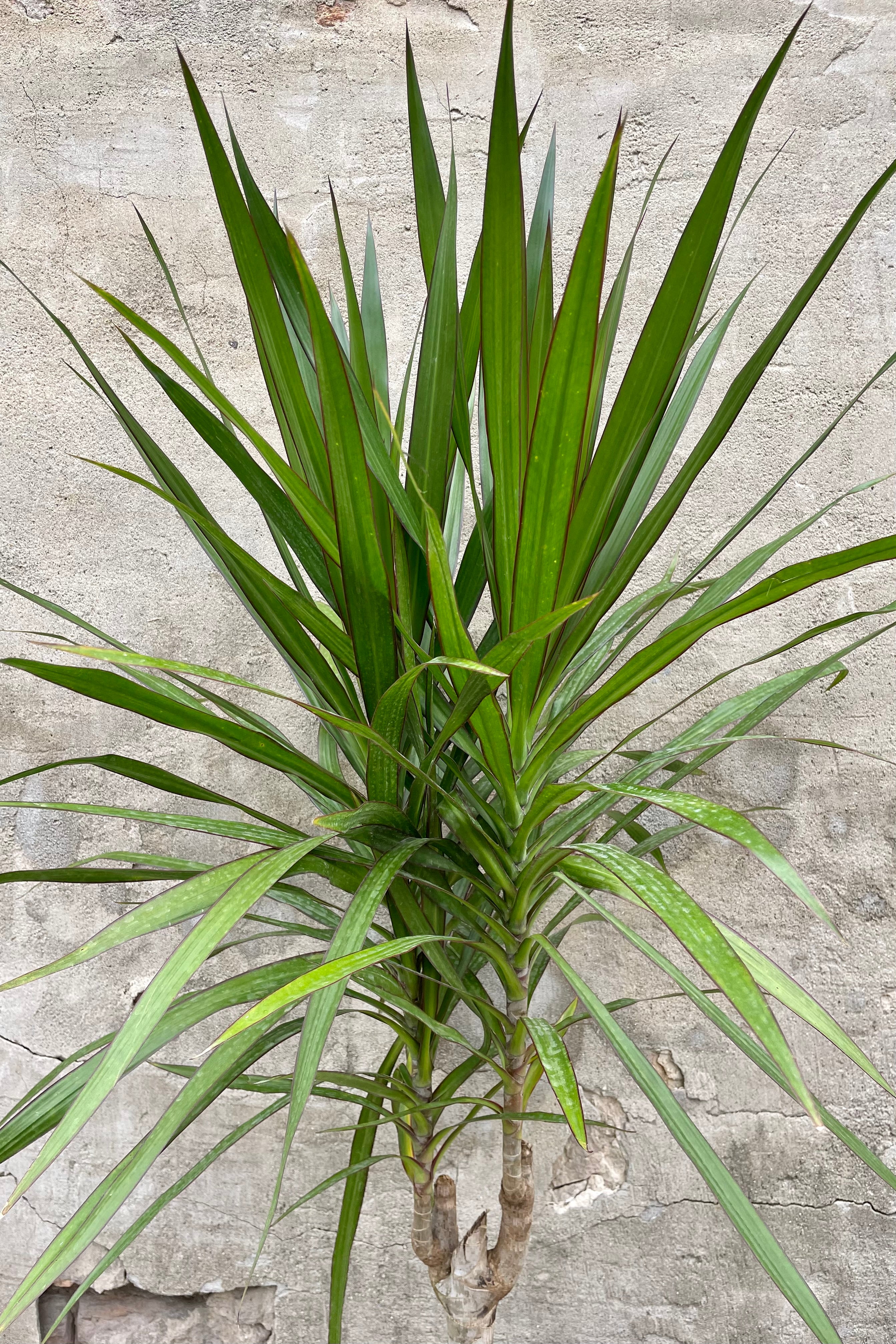 Dracaena 'Tarzan' Standard Form 10