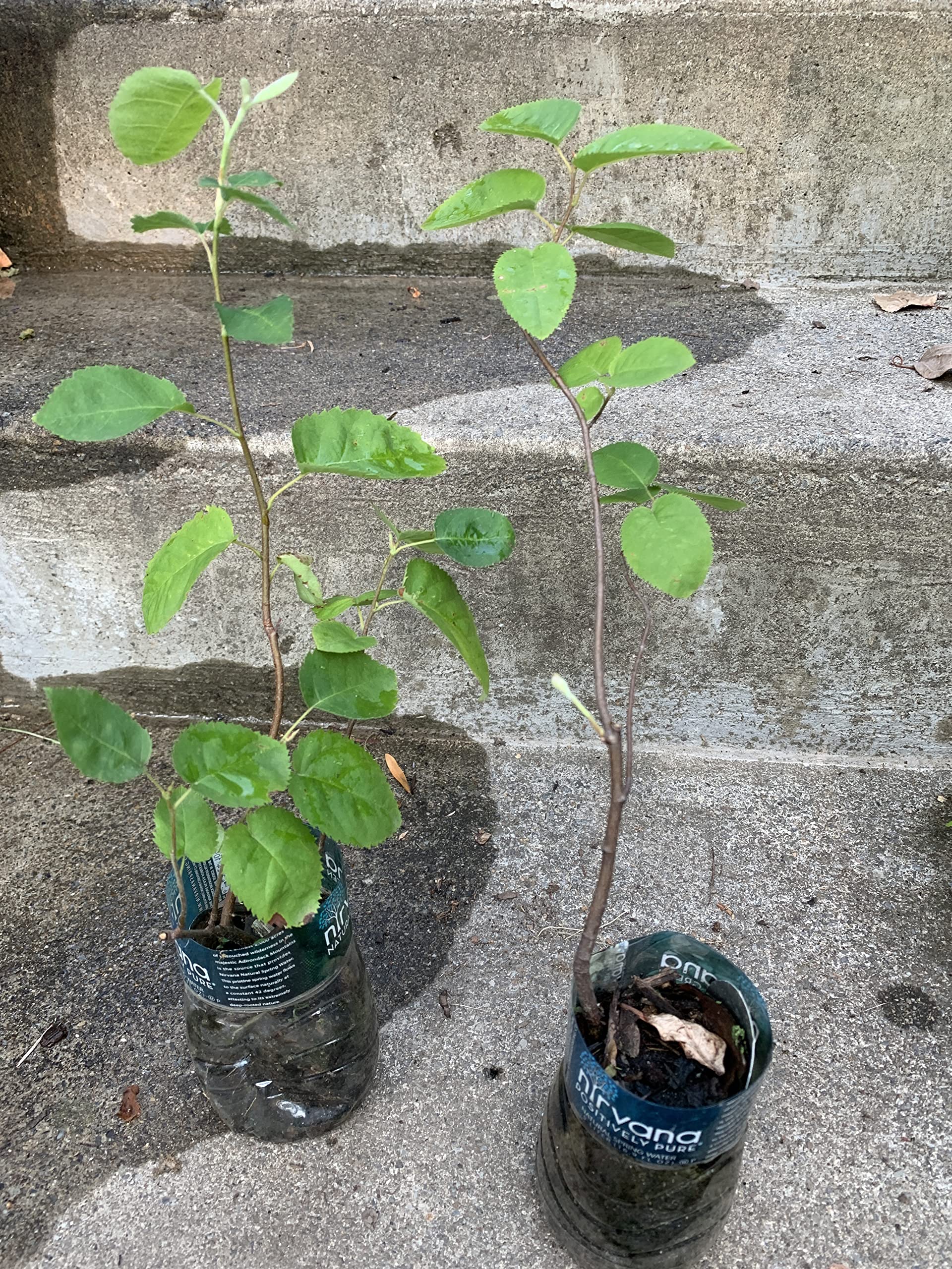 1-2 Year Old Saskatoon Serviceberry (Amelanchier) Bare Root Dormant Plant - Juneberry Shrub for Landscaping, Edible Berries & Wildlife Gardens