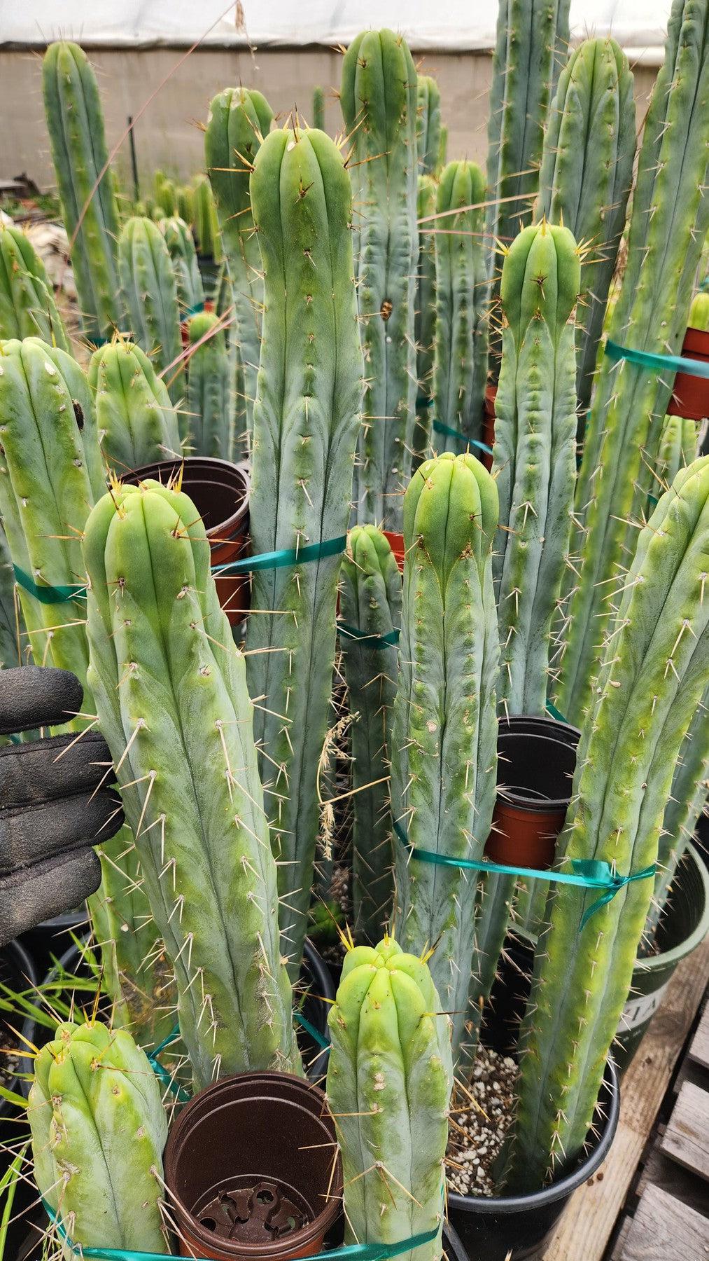 EC85 EXACT Trichocereus Bridgesii Cactus Cutting 10-12 Inch | Rare San Pedro Cactus for Gardening, Landscaping & Spiritual Ceremonies