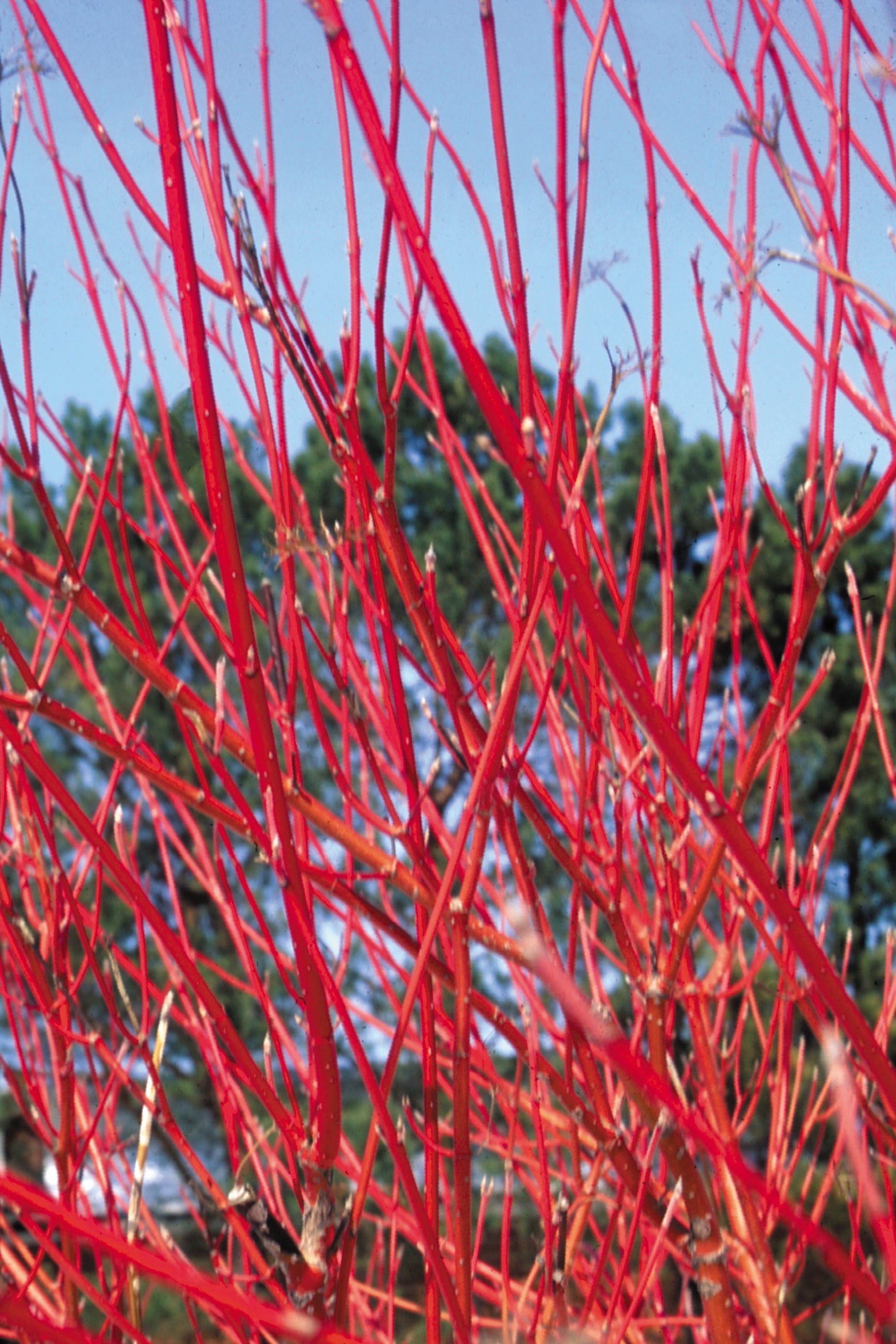 Cornus sericea 'Cardinal' Red Twig Dogwood - #5 Container Size | Vibrant Winter Landscape Shrub for Borders, Erosion Control & Wildlife Gardens