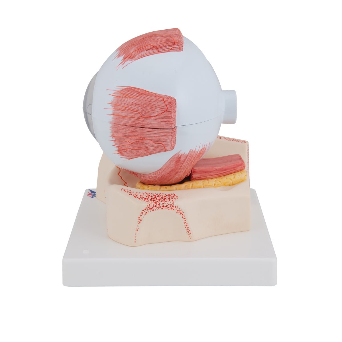 7-Part Human Eye Anatomy Model - 5X Enlarged for Detailed Study | Perfect for Medical Students, Biology Classes & Science Education