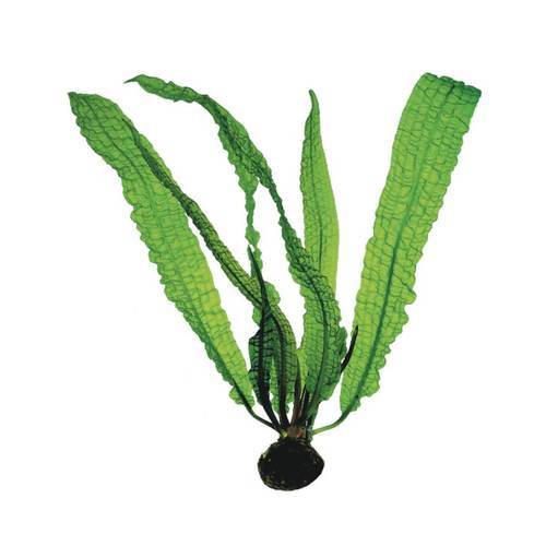 Dennerle Aponogeton Boivinianus Bulb - Live Aquatic Plant for Freshwater Aquariums | Easy to Grow & Low Maintenance | Perfect for Fish Tanks, Aquascaping & Planted Aquariums