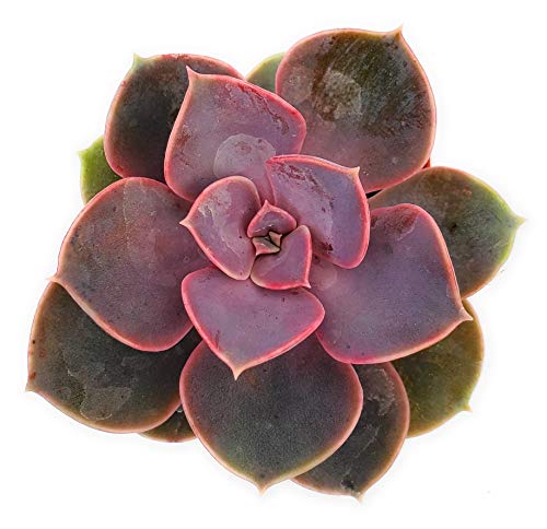 Perle von Nurnberg