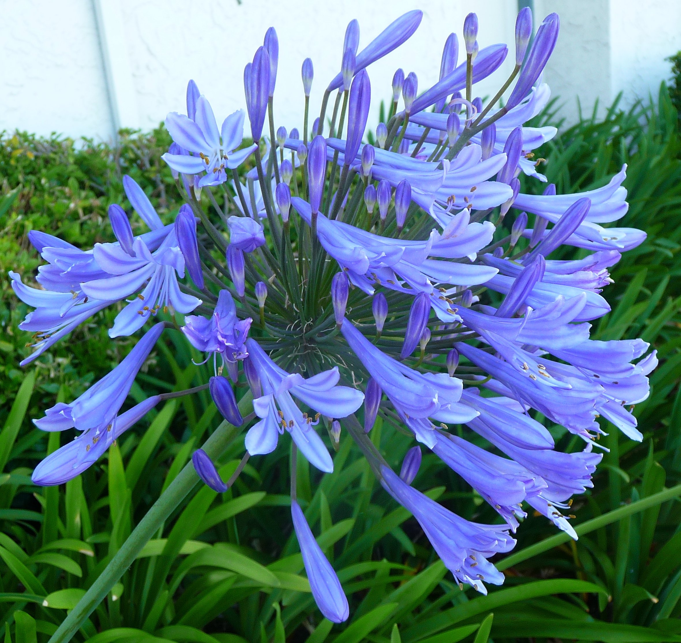 Agapanthus Africanus (Lily of the Nile) - 3 Large Gallon Size Plants | Low Maintenance Perennial Flowering Groundcover | Perfect for Borders, Landscaping & Container Gardens