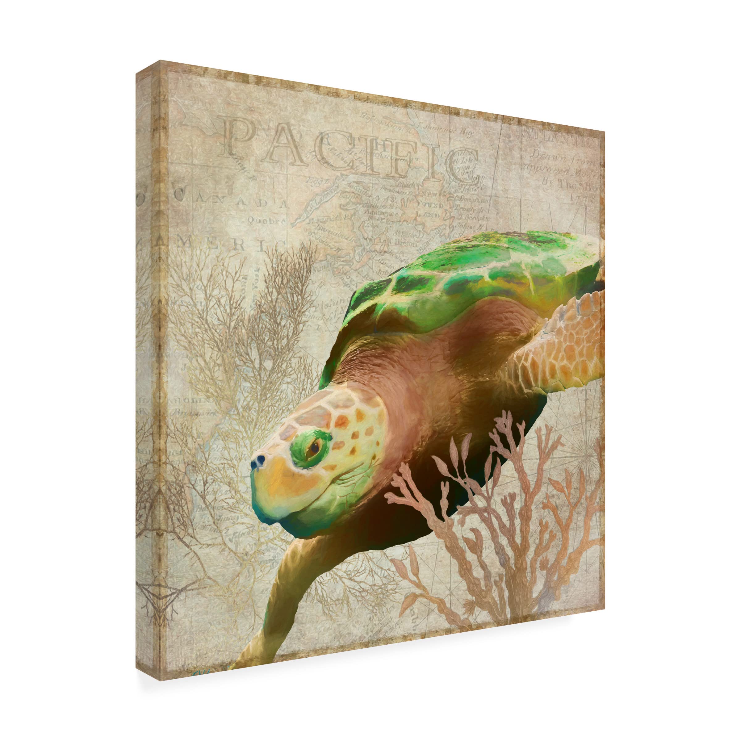 Trademark Fine Art 'Sea Turtle Pacific' Canvas Wall Art Print by Cora Niele - Ocean Themed Home Decor for Living Room, Bedroom & Office