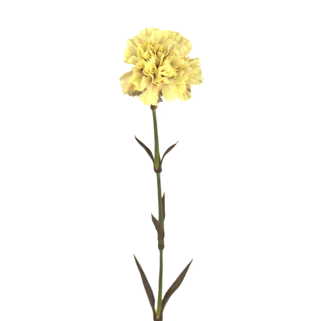 Antique Peach Carnation Silk Flowers - Realistic Artificial Floral Arrangements for Home Decor, Wedding Centerpieces, and DIY Crafts