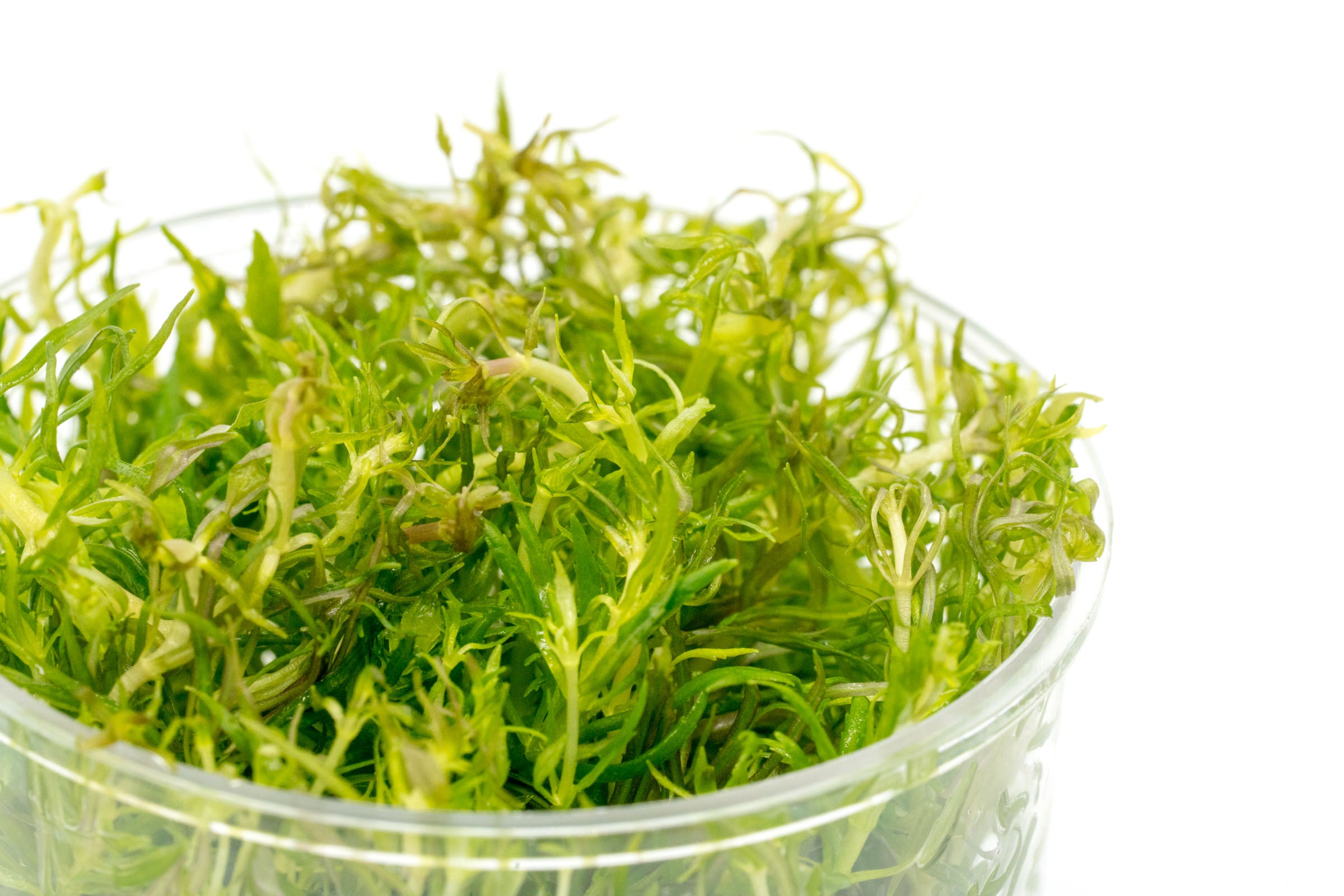 Eusteralis Stellata Aquatic Plant - Live Freshwater Aquarium Plant for Fish Tanks, Ponds & Terrariums | Perfect for Aquascaping and Natural Habitat Decoration