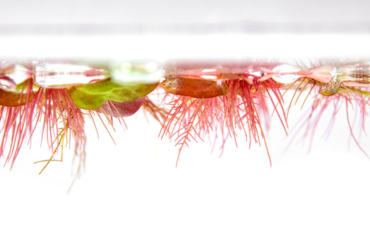 Phyllanthus Fluitans Red Root Floater - Live Aquatic Floating Plant for Ponds & Aquariums | Perfect for Water Gardens, Fish Tanks, and Natural Filtration