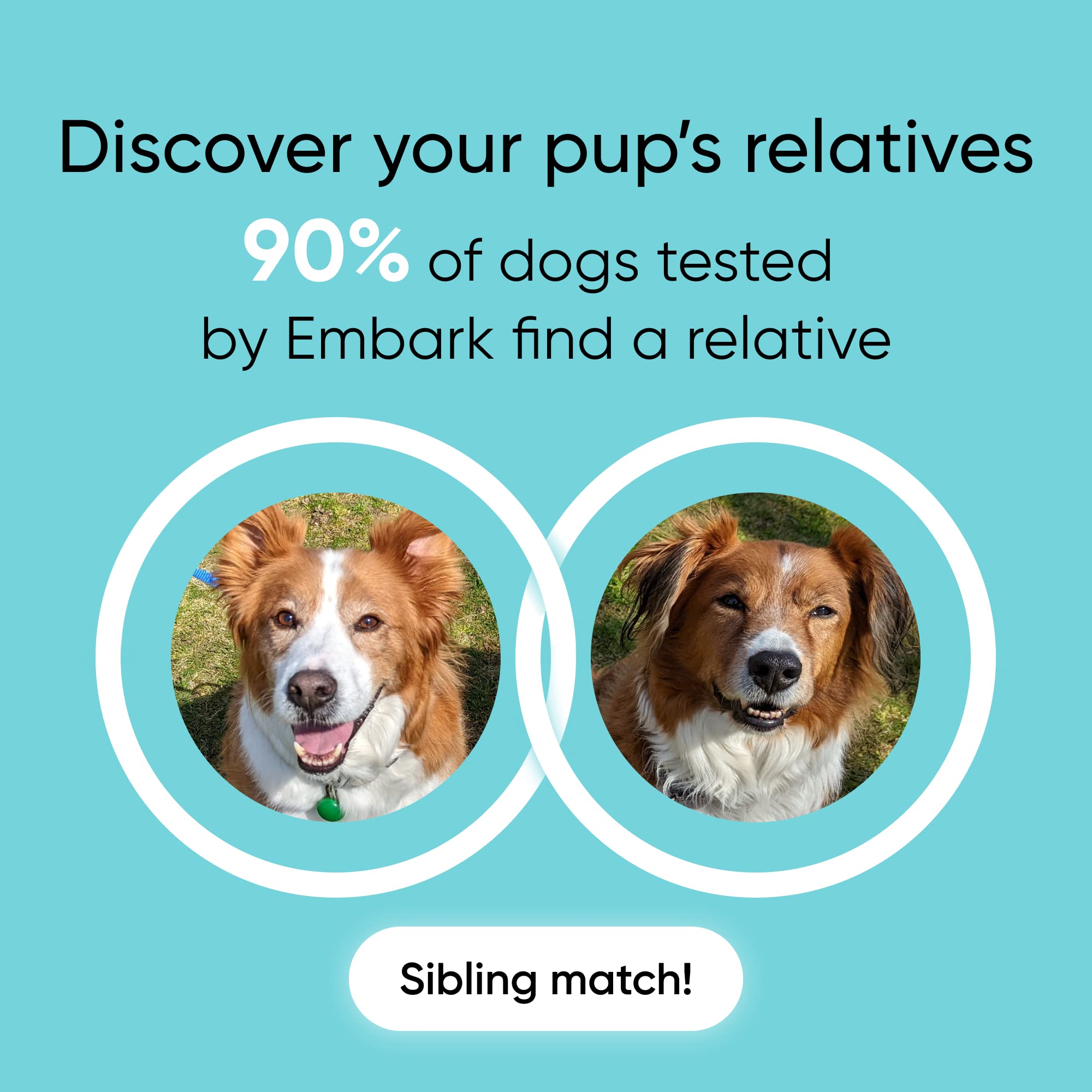 Embark Breed & Health Kit - Dog DNA Test for Breed, Ancestry, Genetic Health & Traits | Find Relatives & COI | Perfect for Pet Owners & Breeders