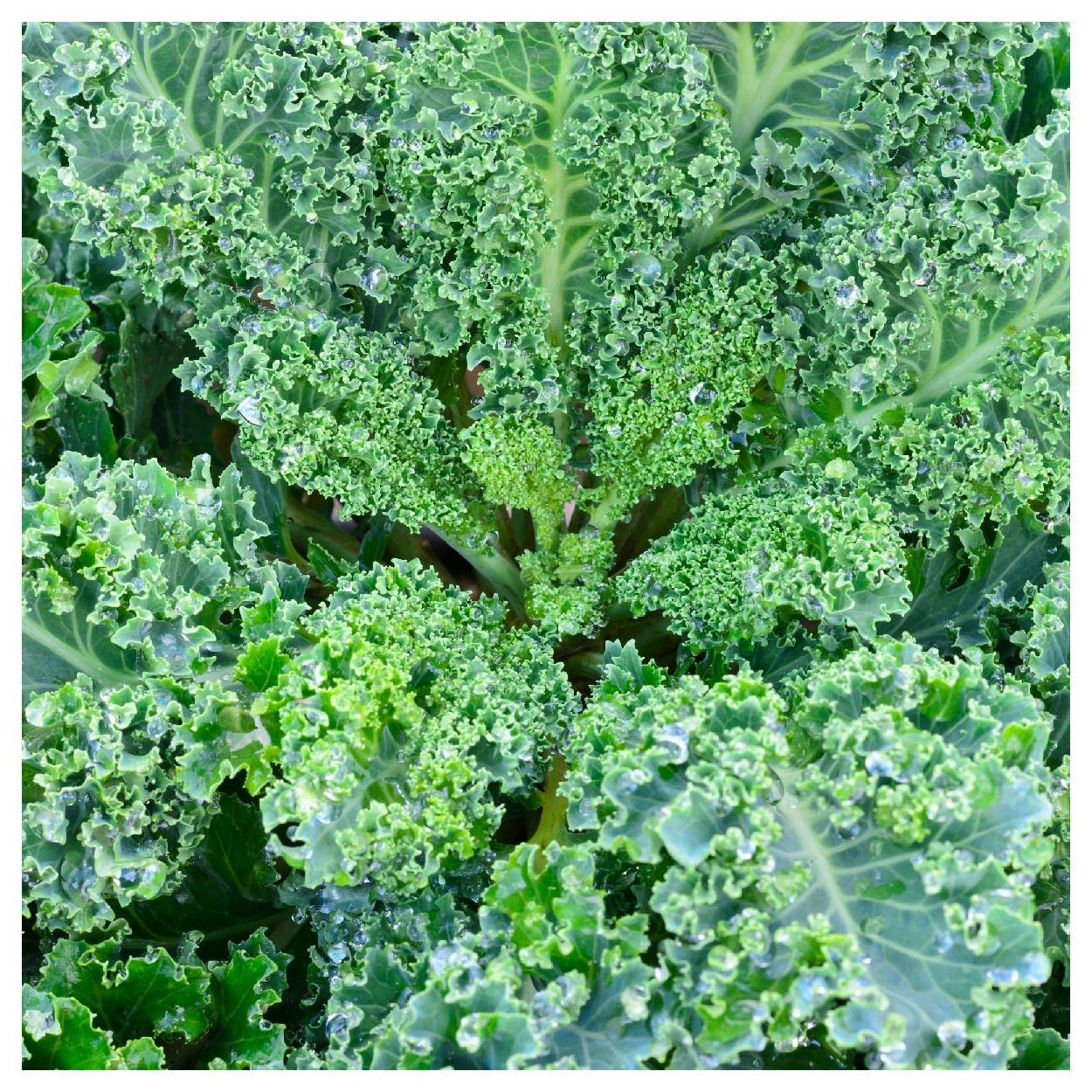 500 Dwarf Blue Curled Scotch Kale Seeds - Non-GMO Heirloom Vegetable Seeds for Home Gardening - Perfect for Salads, Soups & Healthy Smoothies - Everwilde Farms Gold Vault Packaging