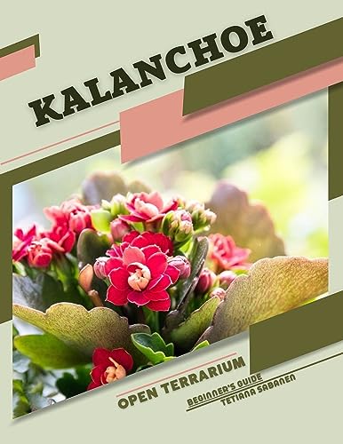 Kalanchoe Succulent Plants for Open Terrarium - Complete Beginner's Care Guide | Perfect for Home Decor, Office Desk & Indoor Gardening