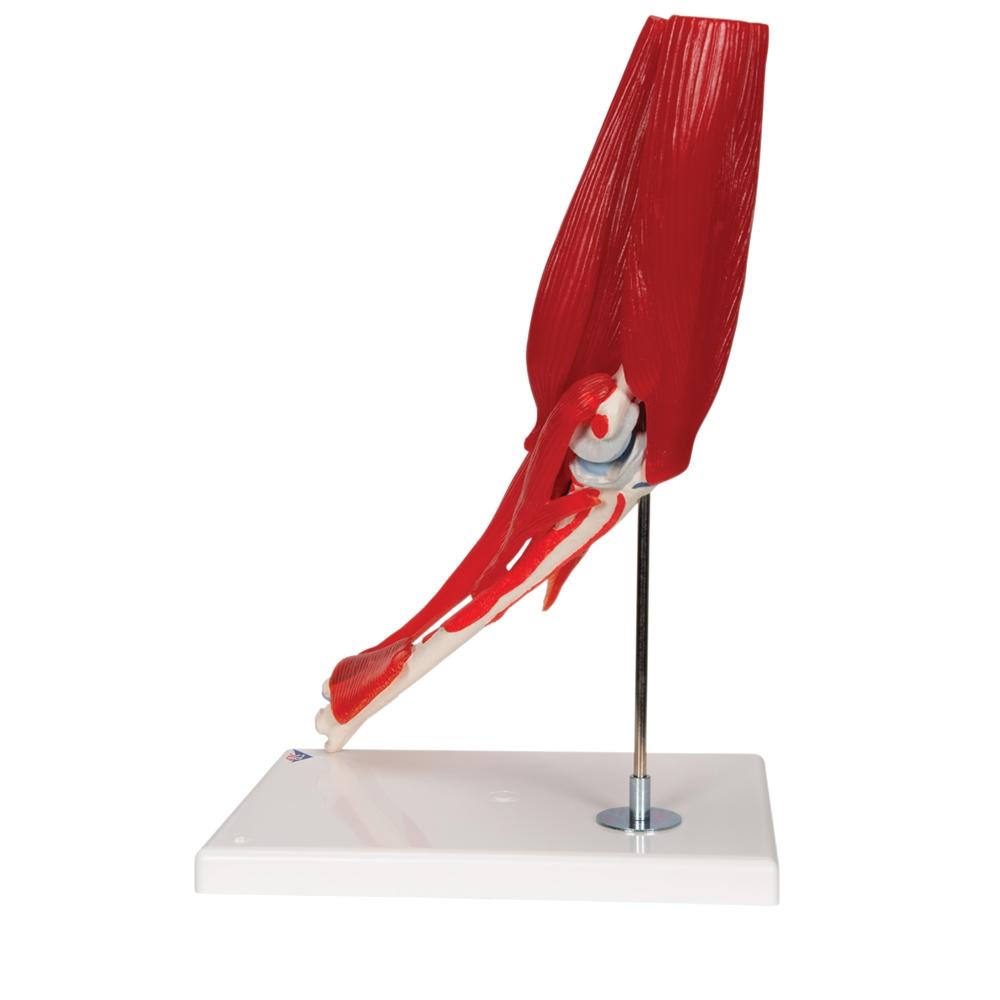 8-Part Elbow Joint with Muscles Model - Detailed Human Anatomy Study Tool for Medical Students & Professionals