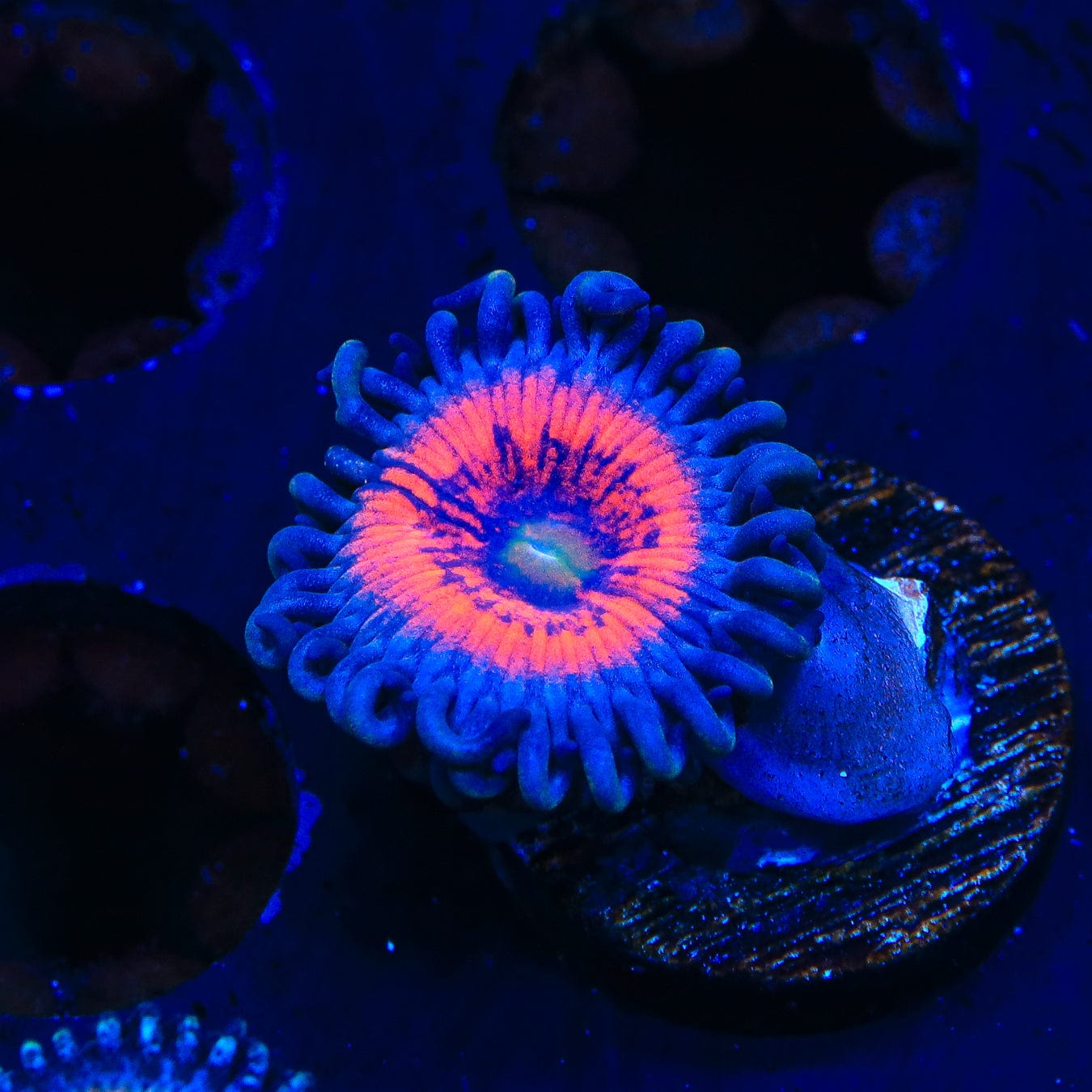 Everlasting Gobstopper Zoanthids Coral - Vibrant Saltwater Aquarium Coral for Reef Tanks & Marine Displays | Perfect for Beginners & Advanced Hobbyists