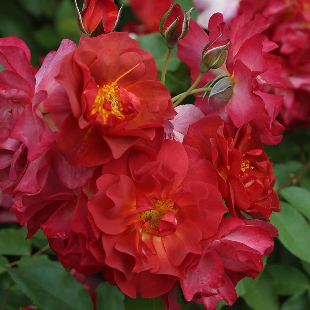 Heirloom Roses Cinco de Mayo Red Orange Floribunda Rose Bush - Live Outdoor Garden Plant for Landscaping, Borders & Container Gardening
