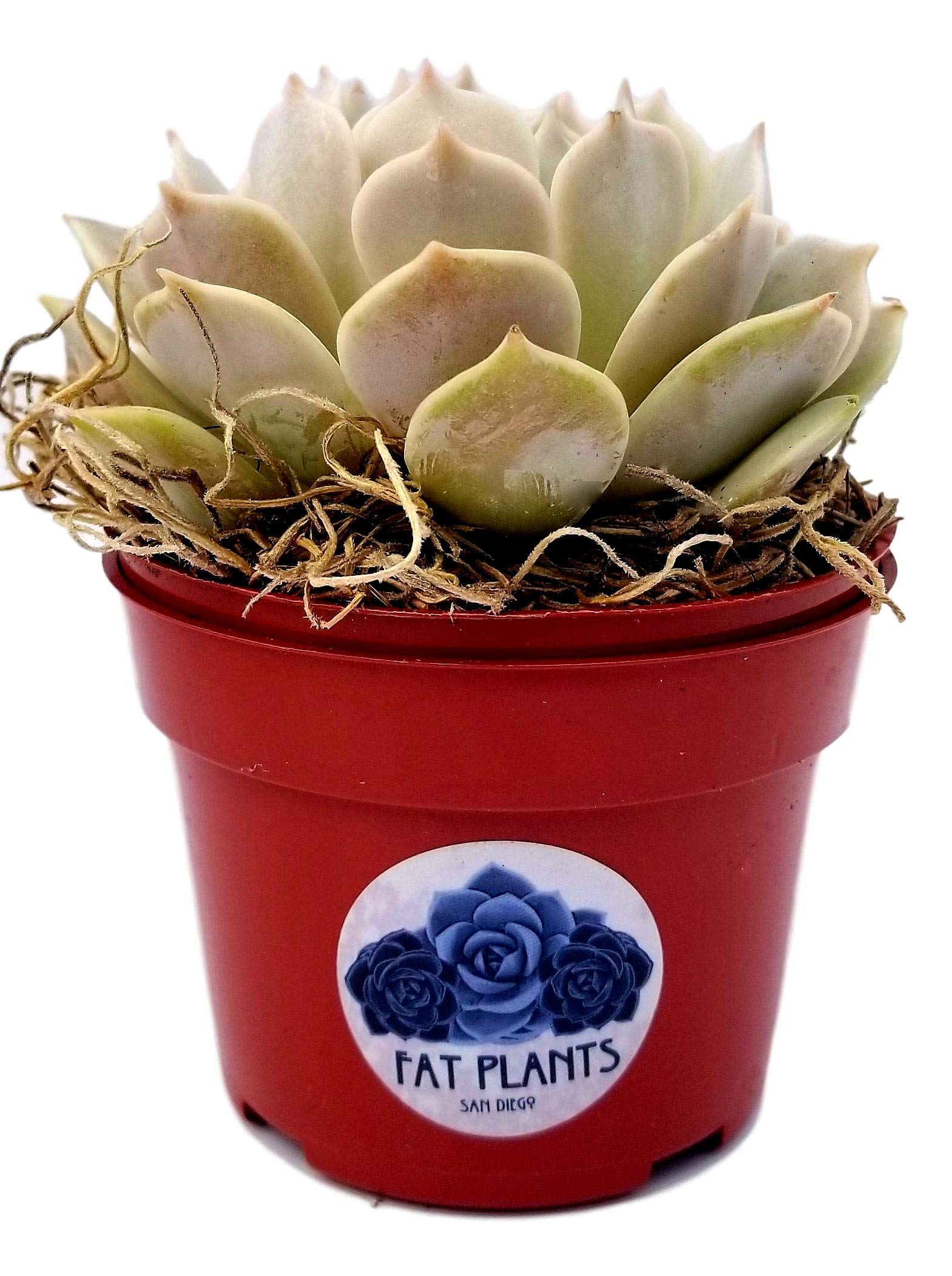 Live Echeveria Lola Succulent Plant - 4 Inch Plastic Growers Pot with Soil | Perfect for Home Decor, Office Desk & Garden Arrangements