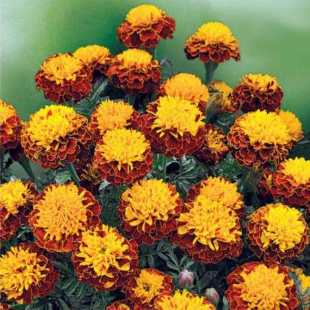 Marigold Spray Petite Annual Flower Seeds - Pack of 250 Seeds for Home Gardening, Landscaping & Outdoor Decor