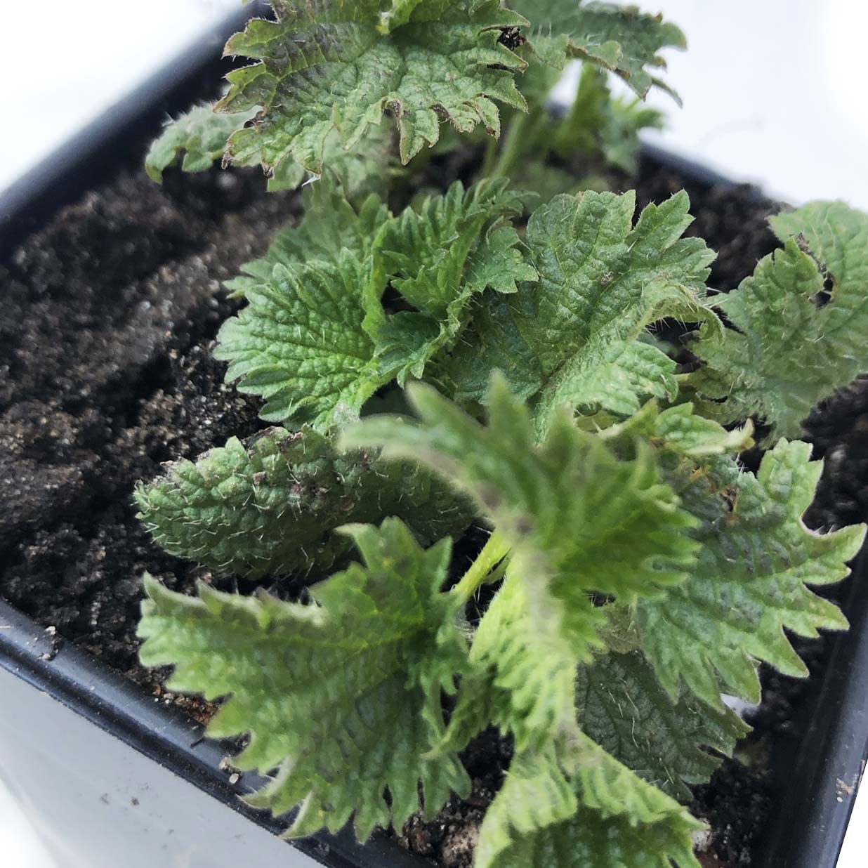Organic Stinging Nettle Plant (Urtica dioica) - Live Medicinal Herb in 2.5
