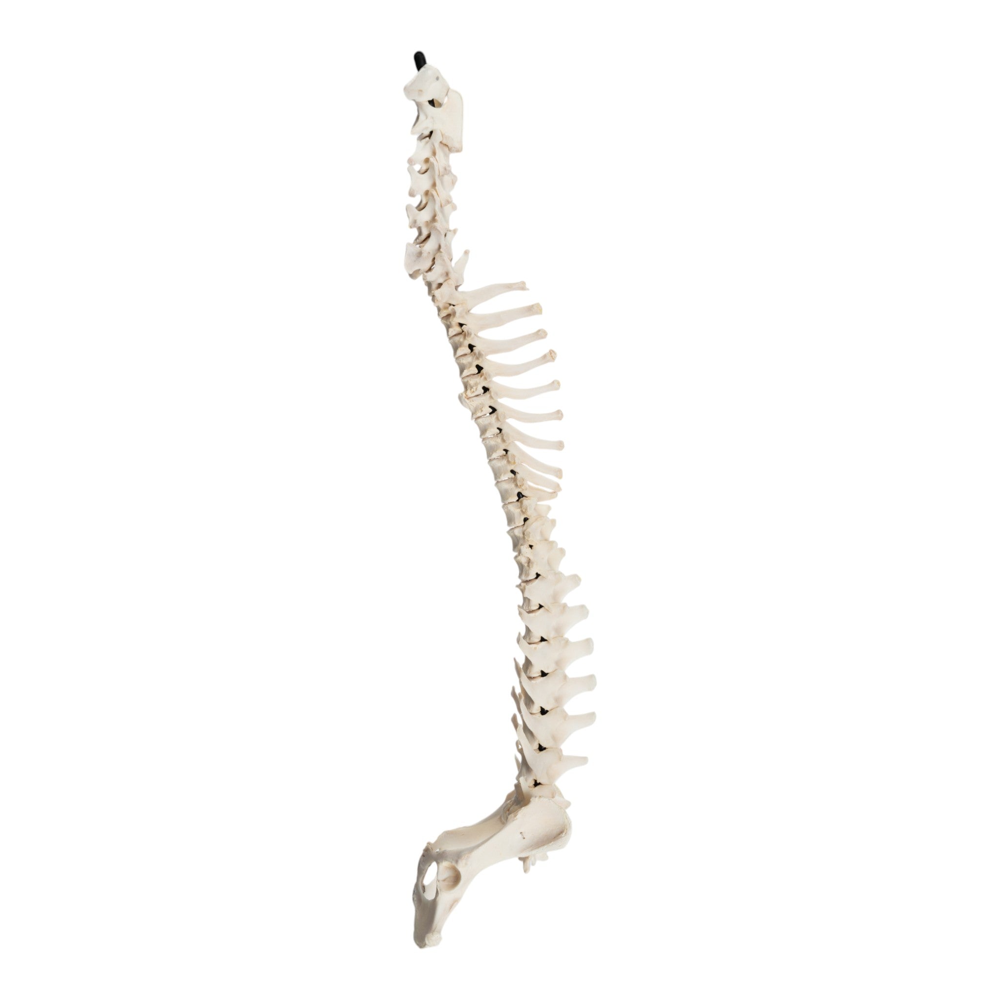 Real Domestic Dog Spine with Sacrum and Pelvis - Veterinary Anatomy Specimen for Education & Taxidermy | Perfect for Veterinary Students, Biology Classrooms & Bone Collectors