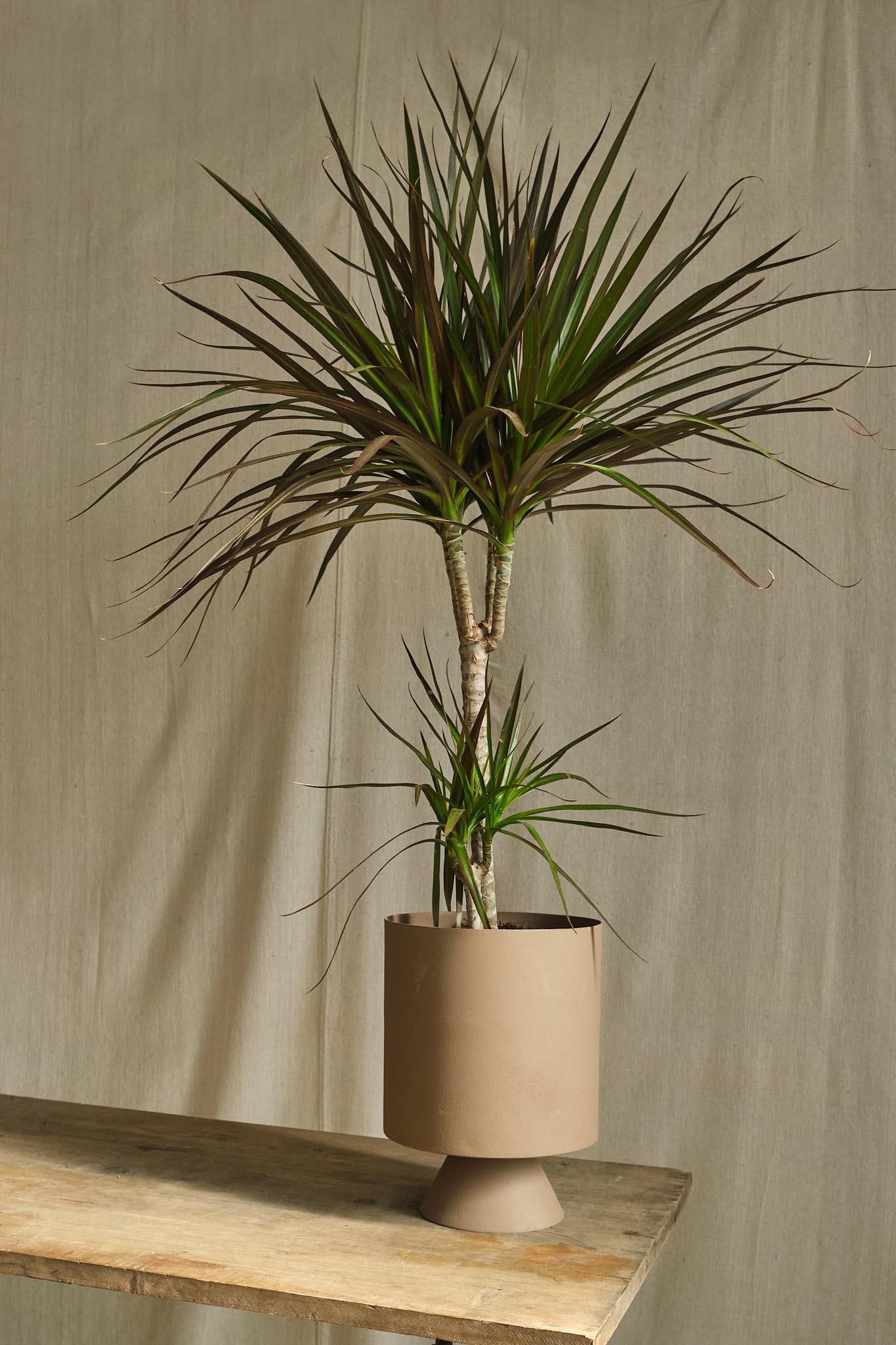 Dracaena Marginata 'Magenta' - Live Indoor Plant for Home & Office Decor | Low Maintenance Houseplant for Living Room, Bedroom, or Workspace