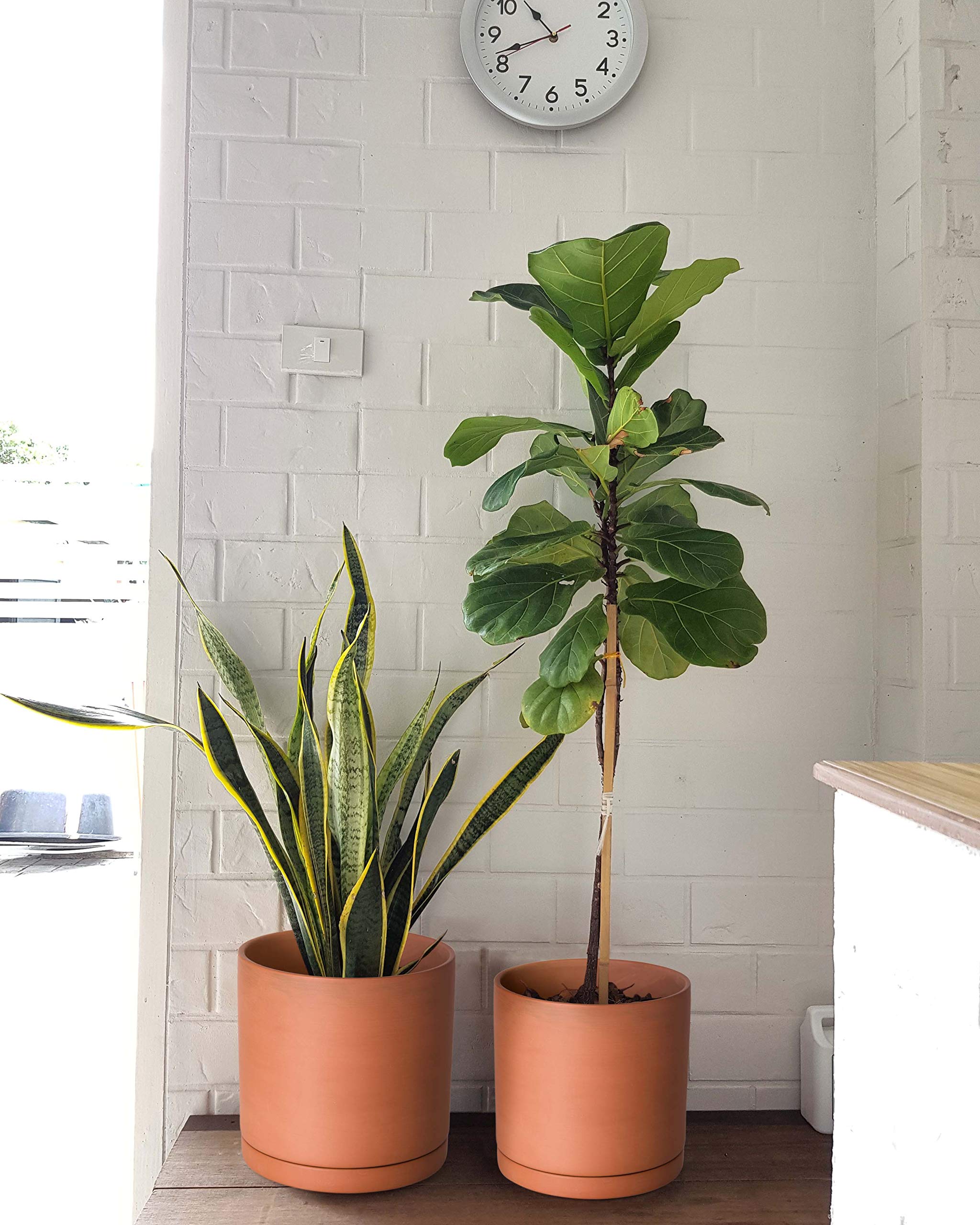 Terracotta Plant Pots with Drainage Hole & Saucer - 7.8