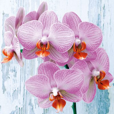20 Pack Phalaenopsis Floral Printed Lunch Napkins - Elegant Disposable Paper Napkins for Parties, Weddings & Dining Decor