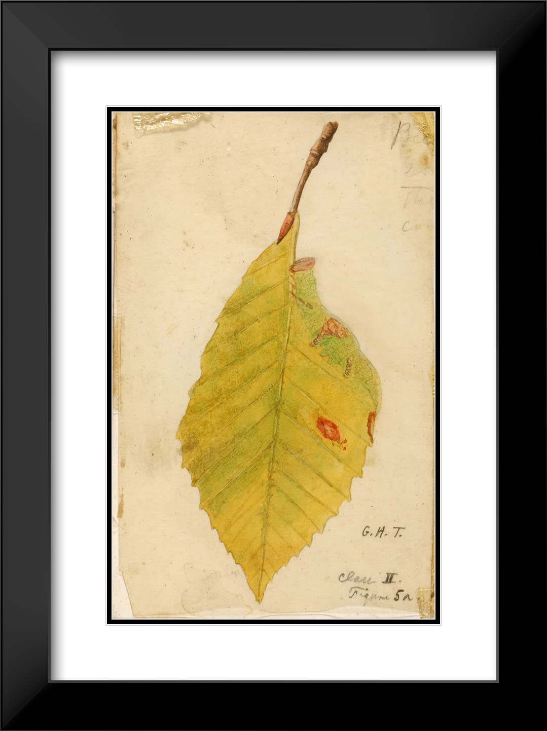 Emma Beach Thayer 13x18 Inch Black Modern Frame with Double Matted Museum Art Print - Crumpled and Withered Leaf Edge Mimicking Caterpillar - Wall Decor for Living Room, Bedroom & Office