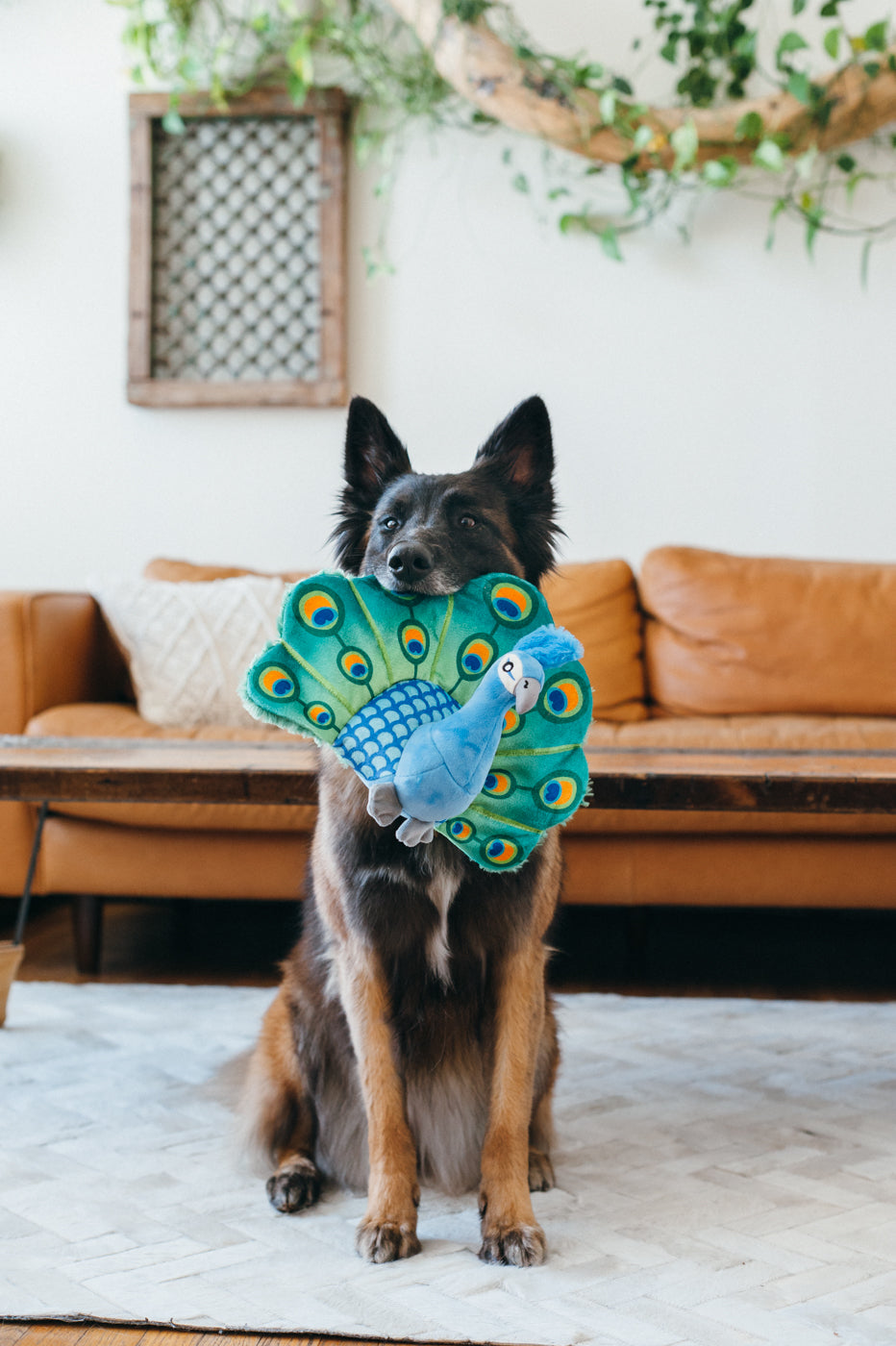 Percy the Peacock Plush Dog Toy - Fetching Flock™ Interactive Chew Toy for Dogs | Soft & Durable Pet P.L.A.Y. Toy for Fetch, Tug-of-War & Cuddling | Perfect for Playtime, Training & Comfort