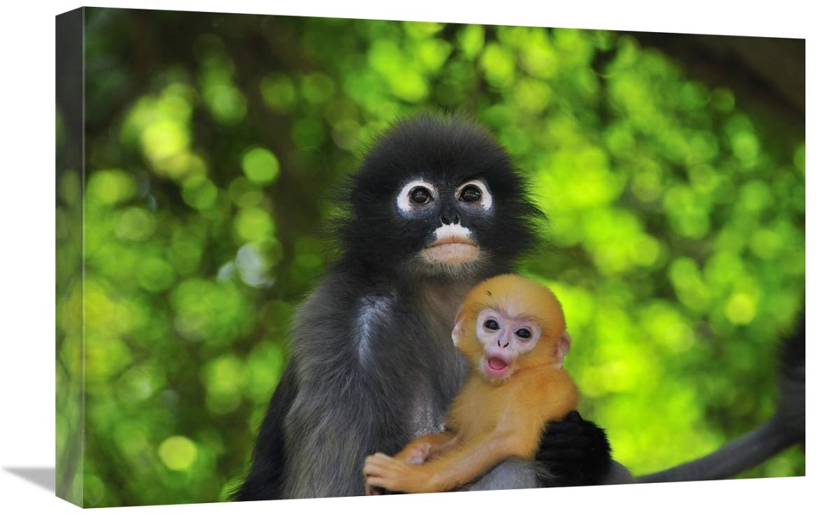 Dusky Leaf Monkey Mother with Baby Canvas Art Print - Khao Sam Roi Yot National Park Thailand - 24x16 Inch Wall Decor for Living Room, Bedroom & Office