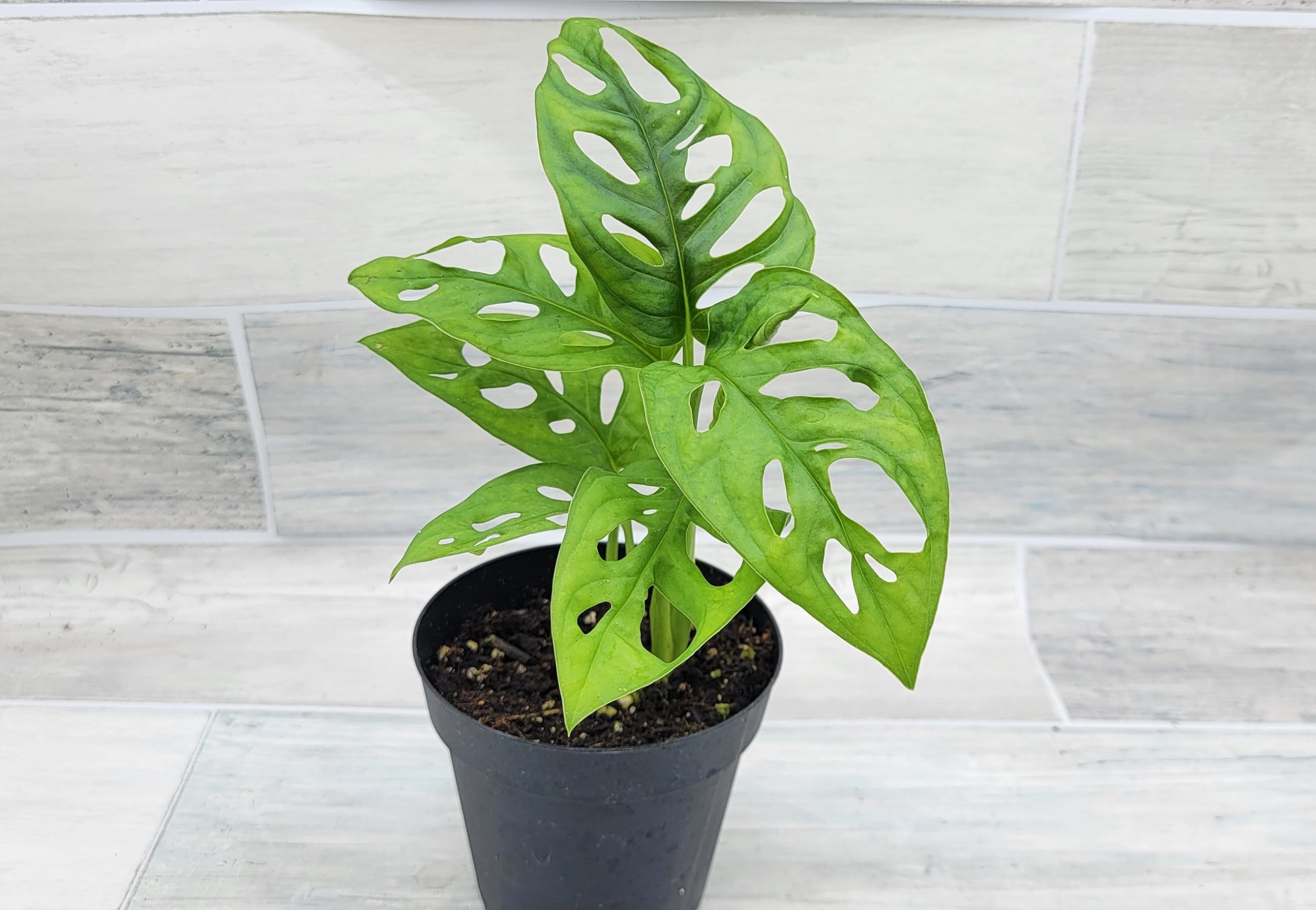 Monstera Adansonii Swiss Cheese Plant - Live Houseplant in 4