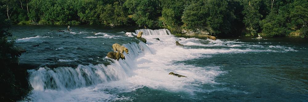 Walls 360 Peel & Stick Removable Wallpaper - Grizzly Bears in Brook Falls Nature Scene (84